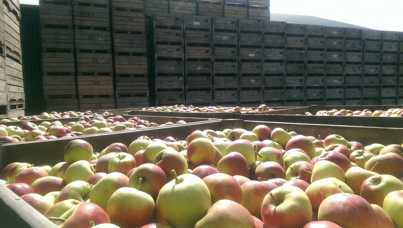 apples are stored, sometimes for months