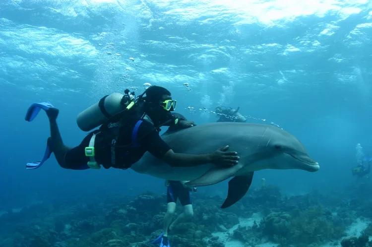 dive 750.jpg