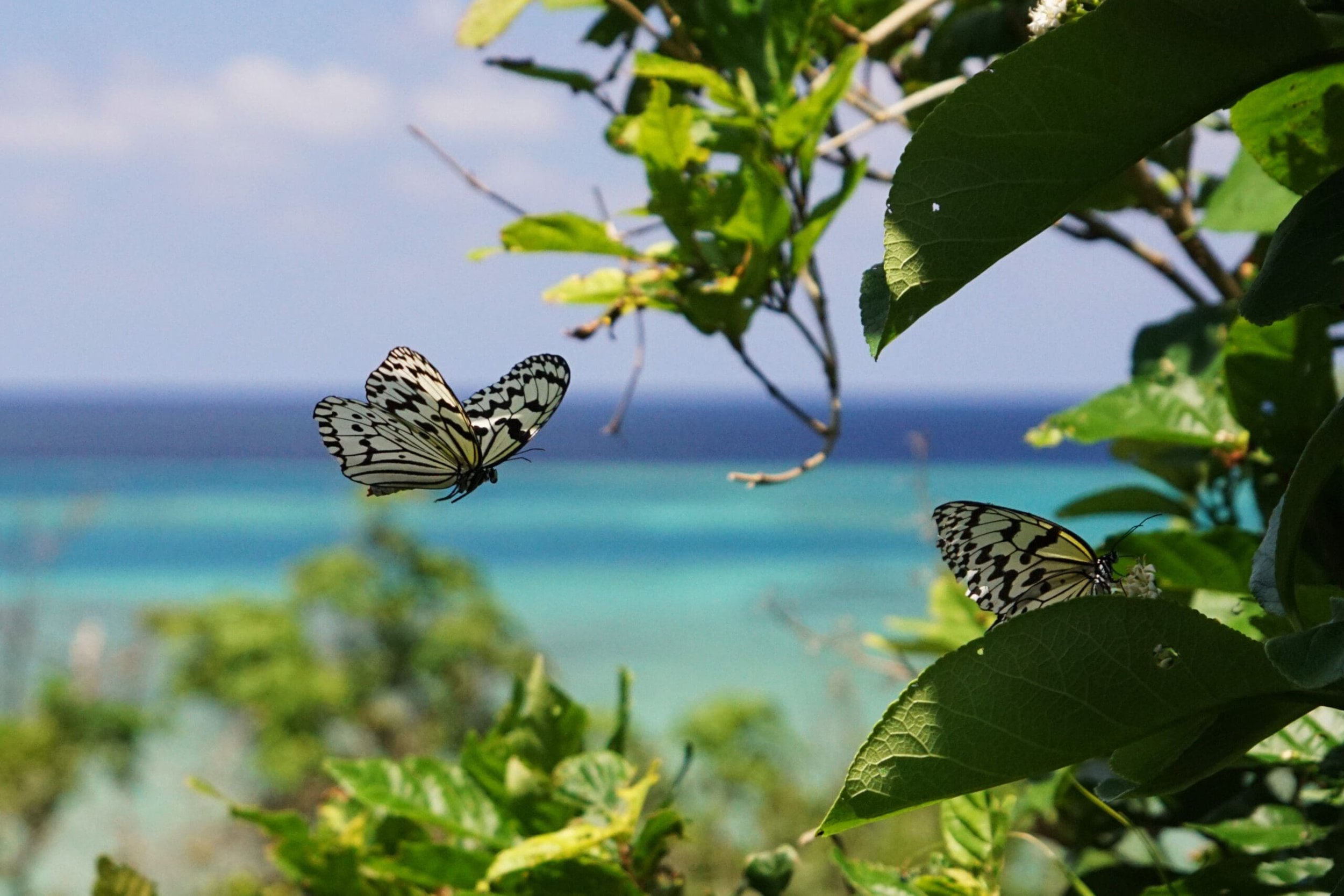 Reclaim-Yourself-Retreats-Okinawa-Japan00034-scaled.jpg