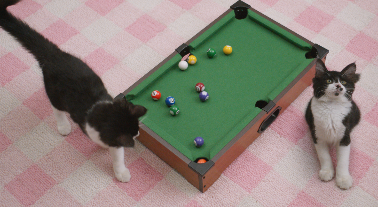 Kitten Corral :15