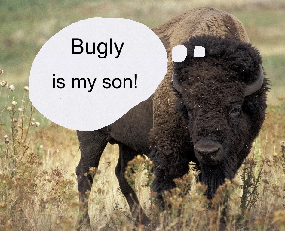 bisoncontestwinner.jpg