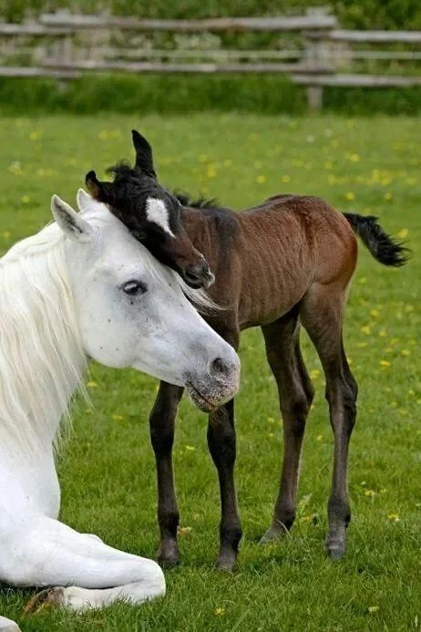painthorseandfoal.jpg