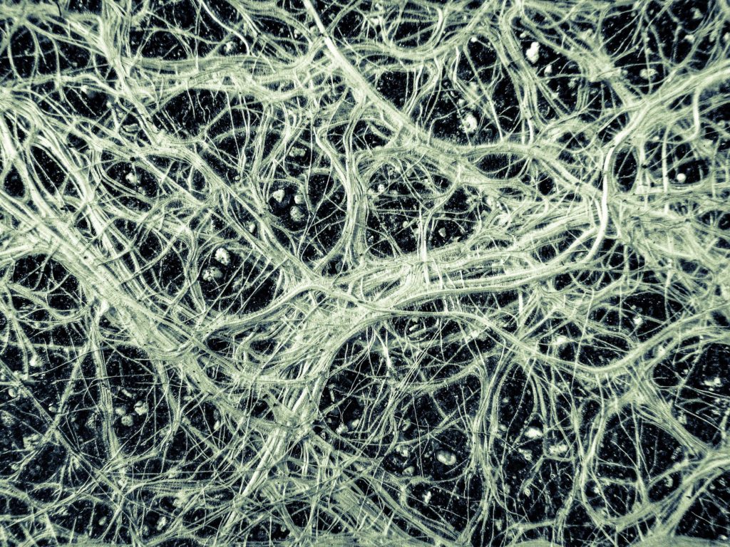 mycorrhizae-close-up-1024x768.jpg