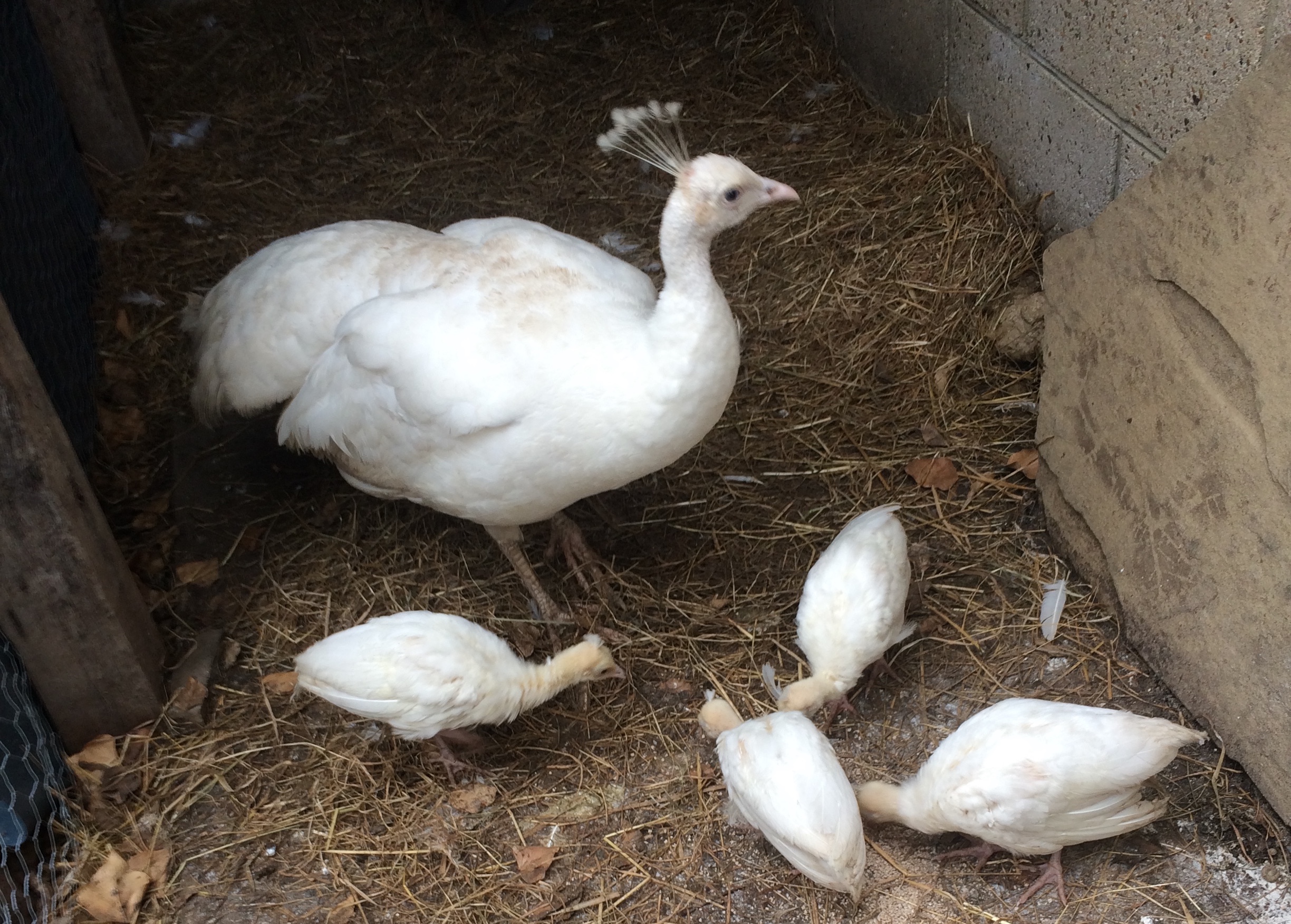 peacock chicks