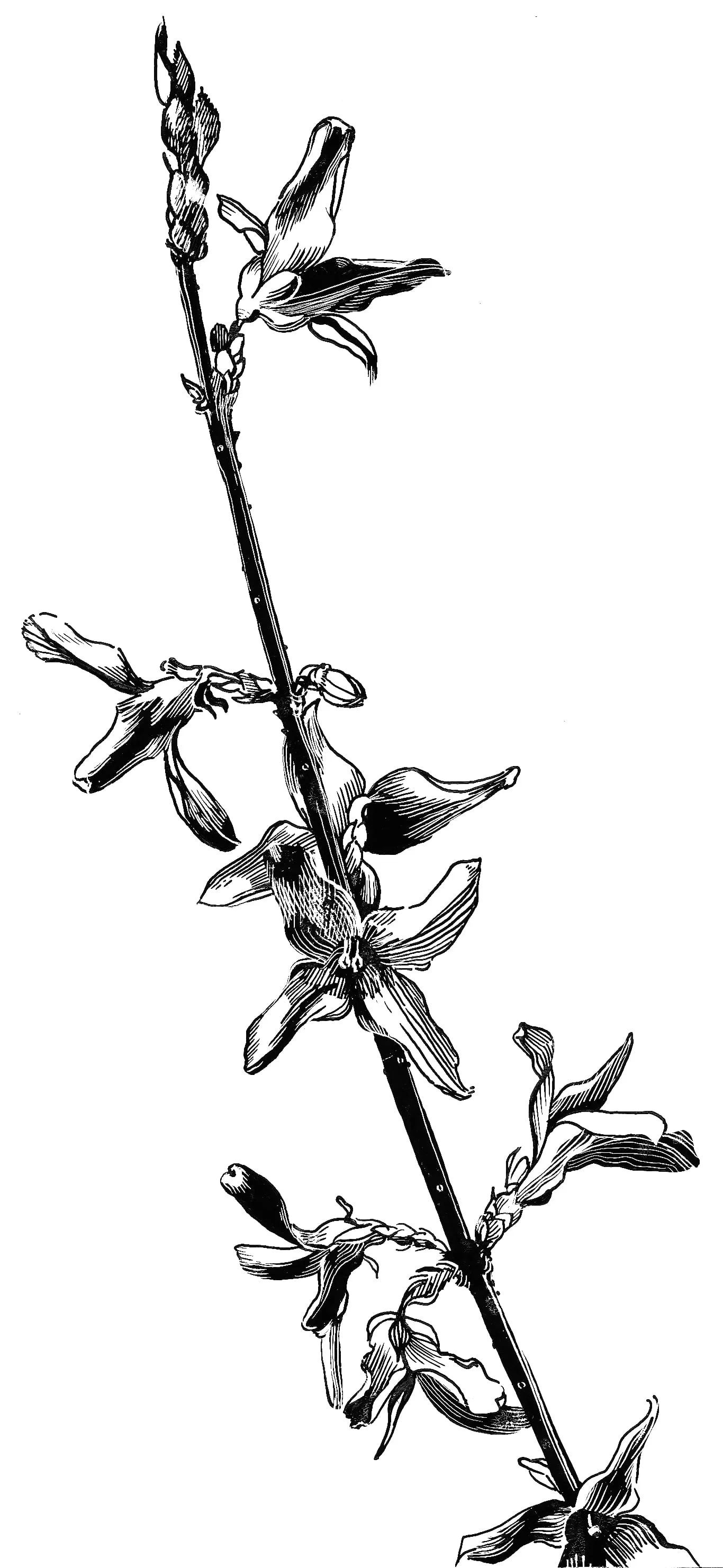 Forsythia