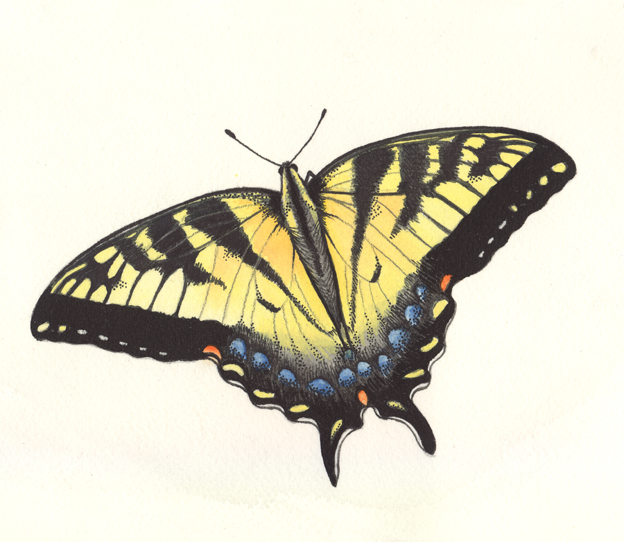 Patti King Slavtcheff_Illustration_Butterfly