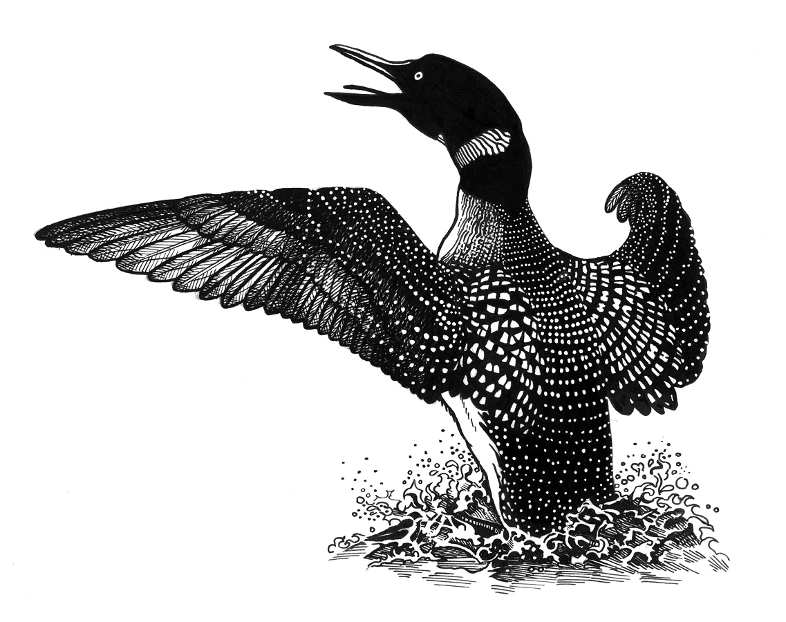 Patti King Slavtcheff_Illustration_Loon Rising
