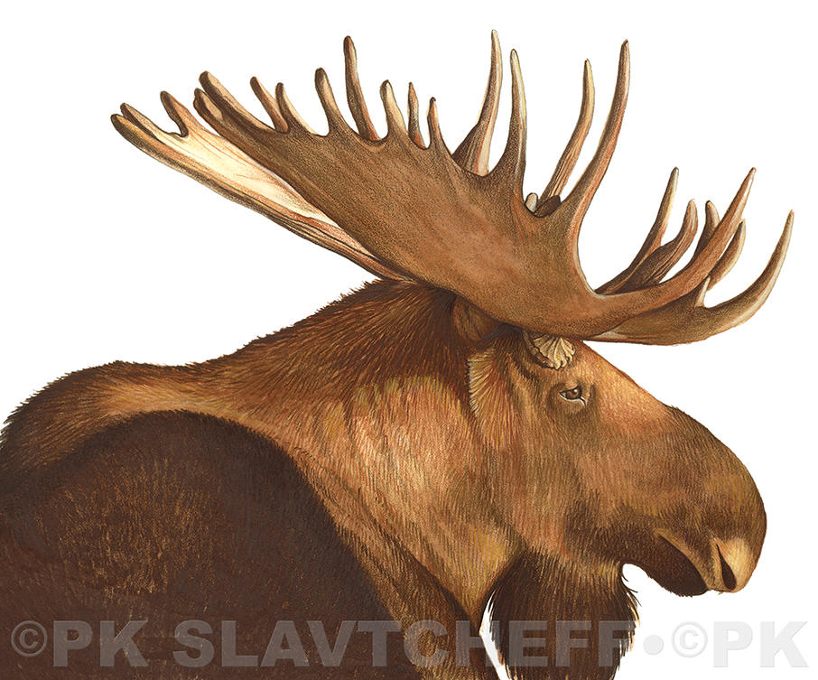 Patti King Slavtcheff_Illustration_Moose