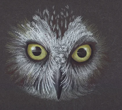 Patti King Slavtcheff_Illustration_Sa-Whet