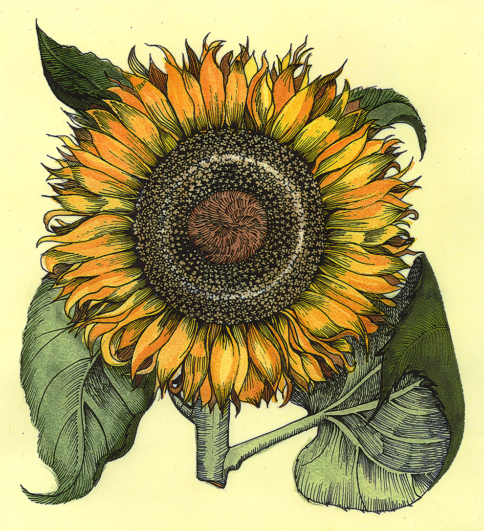 Patti King Slavtcheff_Floral_Sunflower