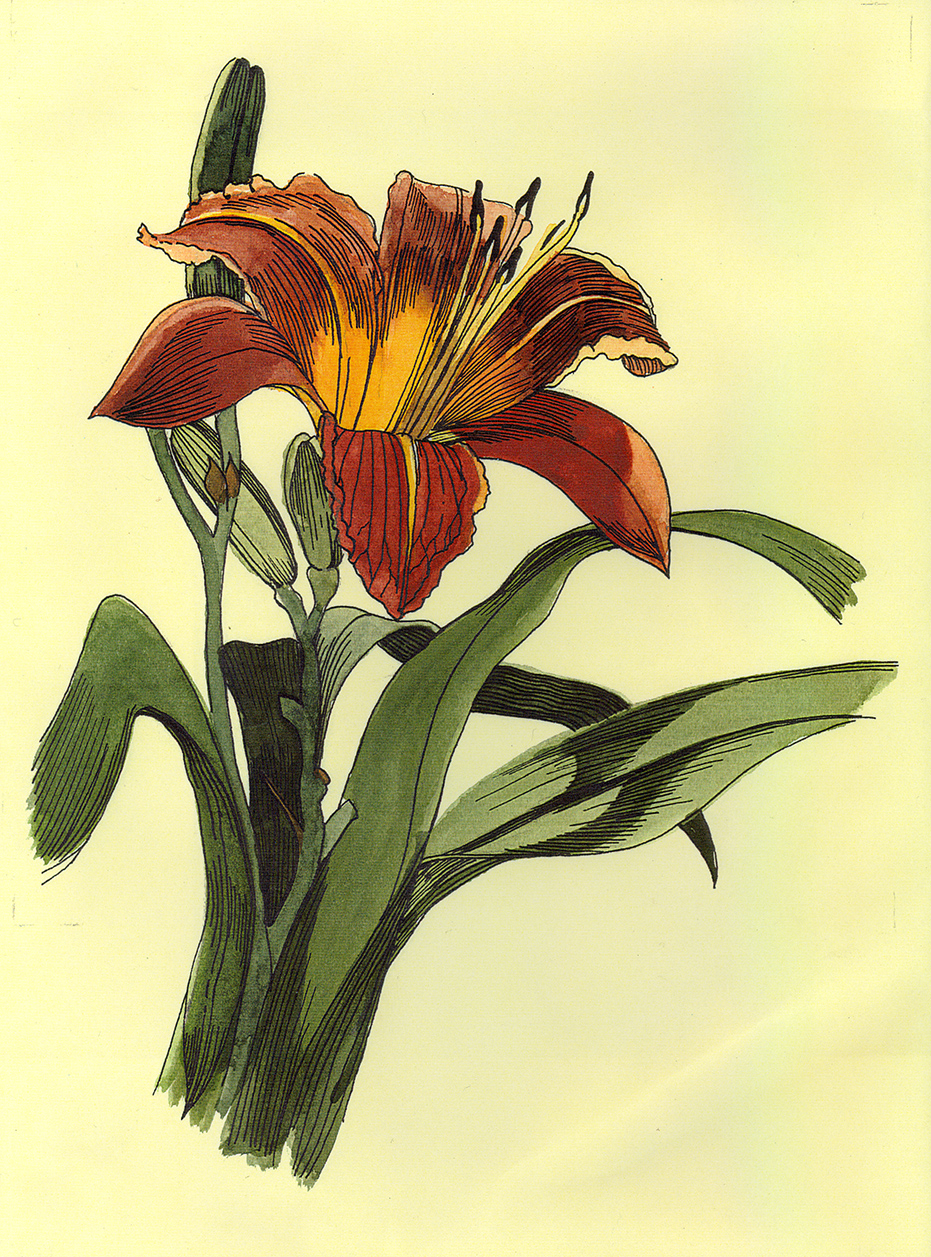 Patti King Slavtcheff_Floral_Tiger Lily