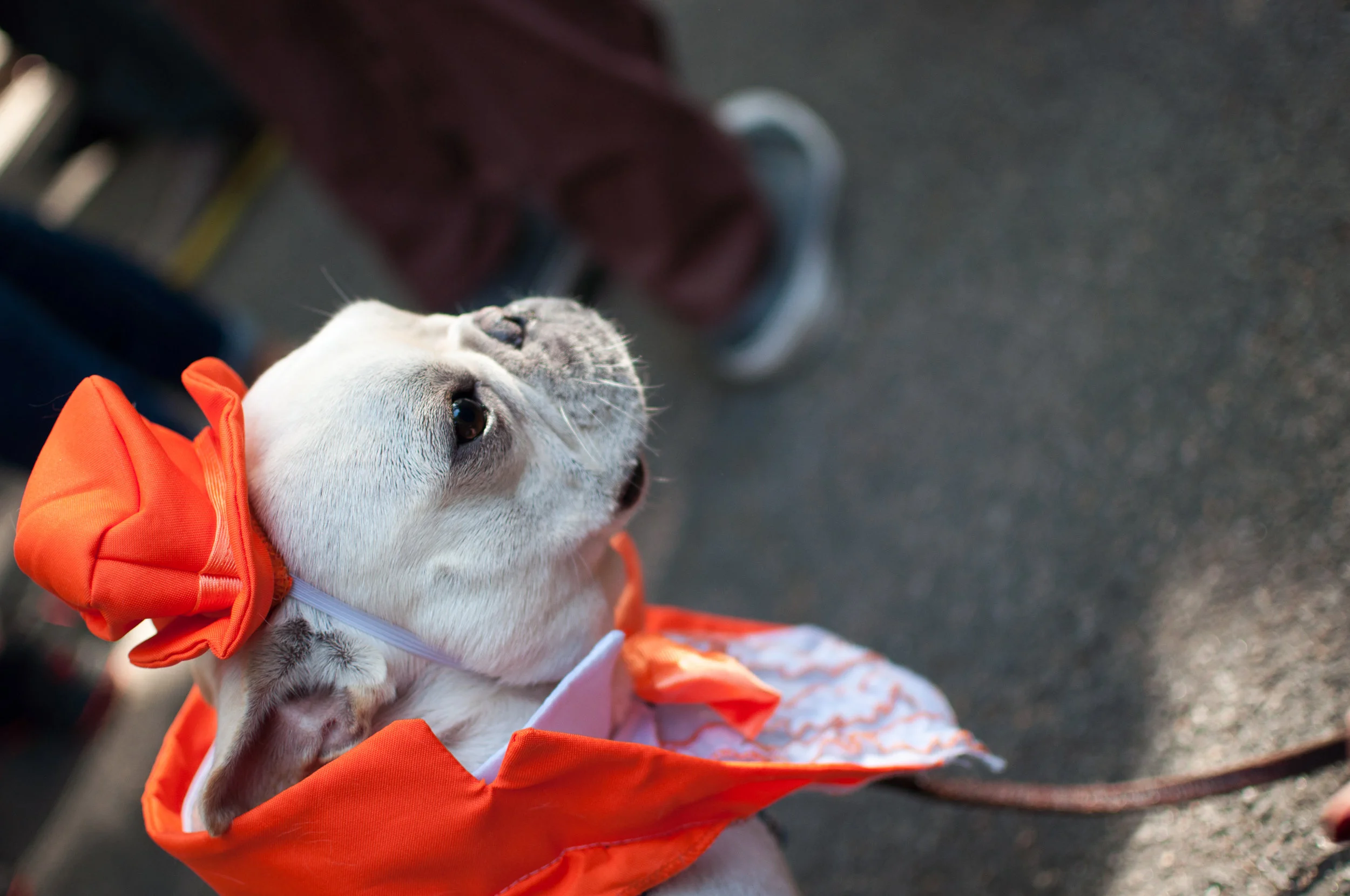 10.21.17_Tompkins Square Dog Parade-36.jpg