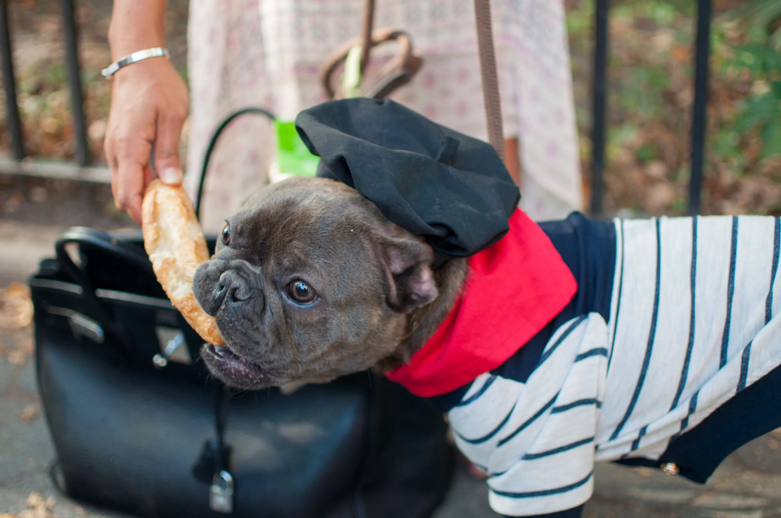 10.21.17_Tompkins Square Dog Parade-63.jpg