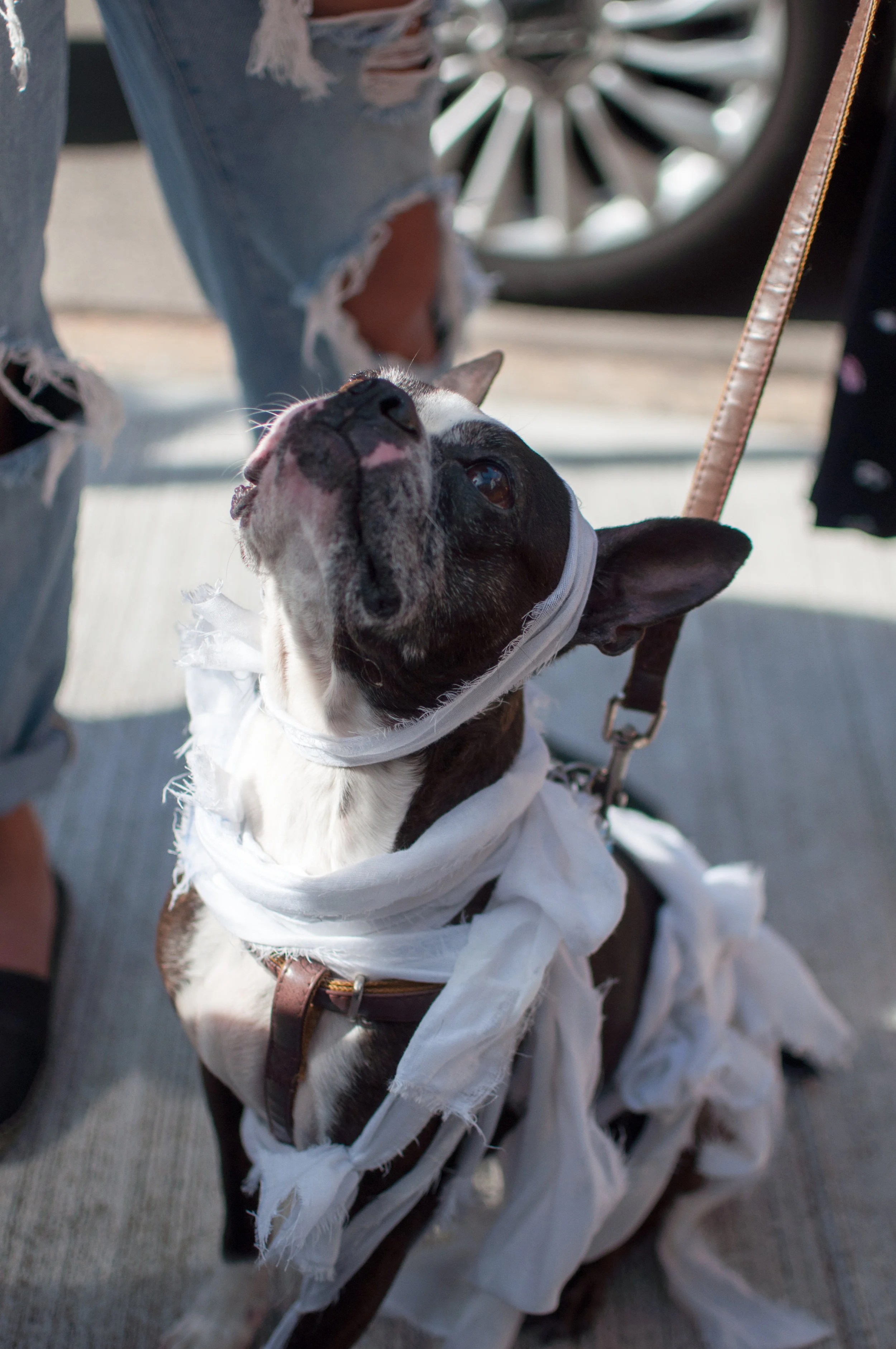 10.21.17_Tompkins Square Dog Parade-40.jpg