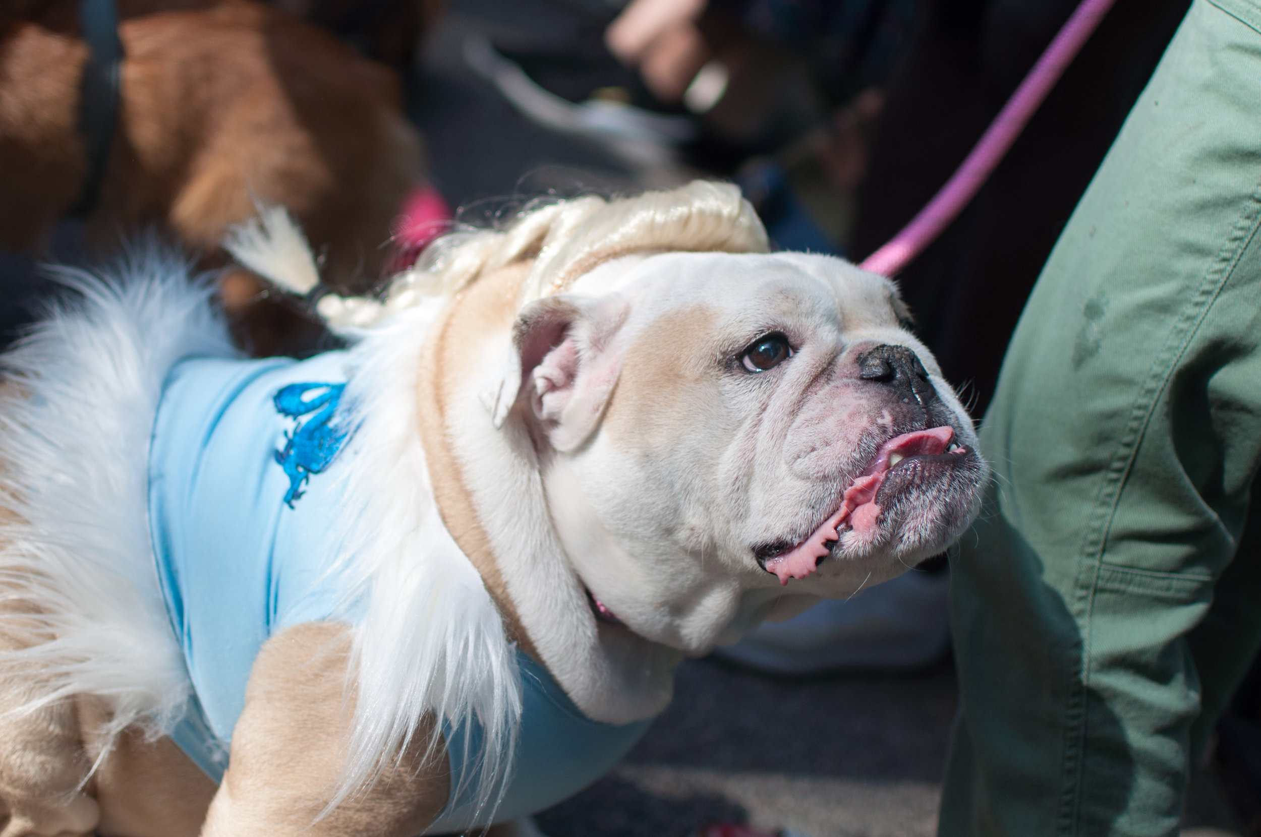 10.21.17_Tompkins Square Dog Parade-25.jpg