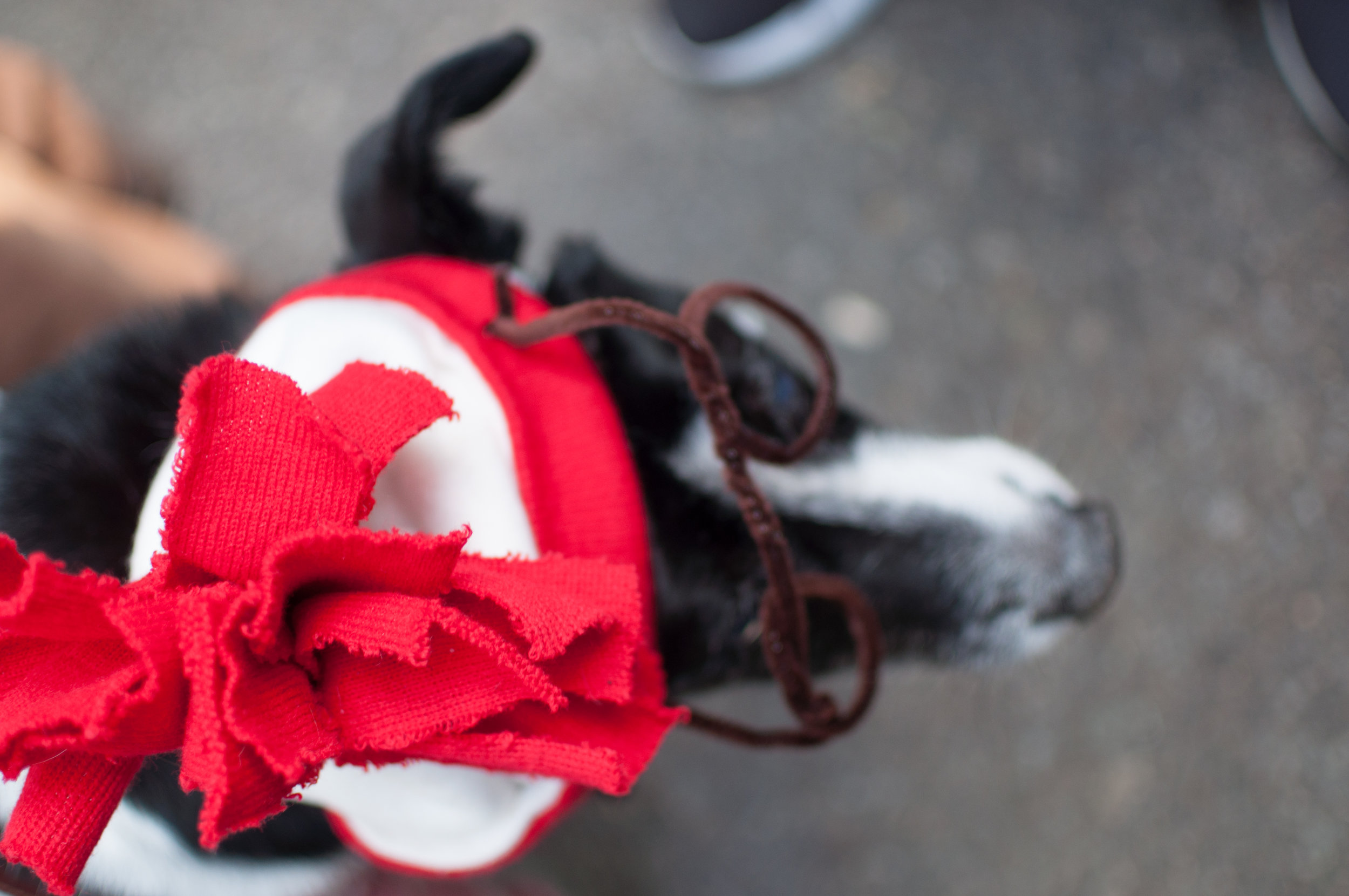 10.21.17_Tompkins Square Dog Parade-26.jpg