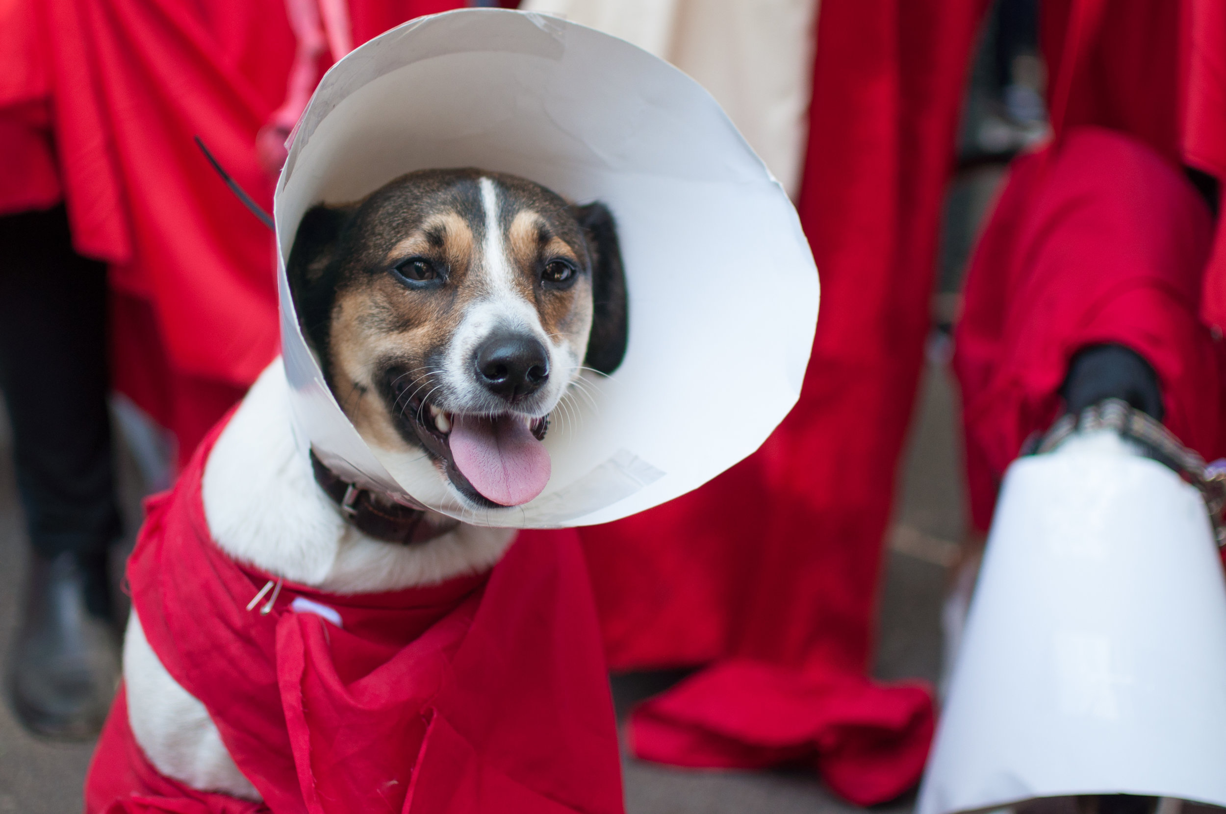 10.21.17_Tompkins Square Dog Parade-34.jpg