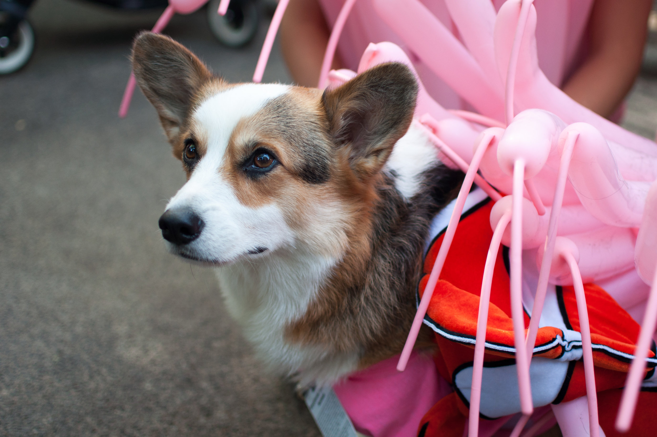 10.21.17_Tompkins Square Dog Parade-39.jpg