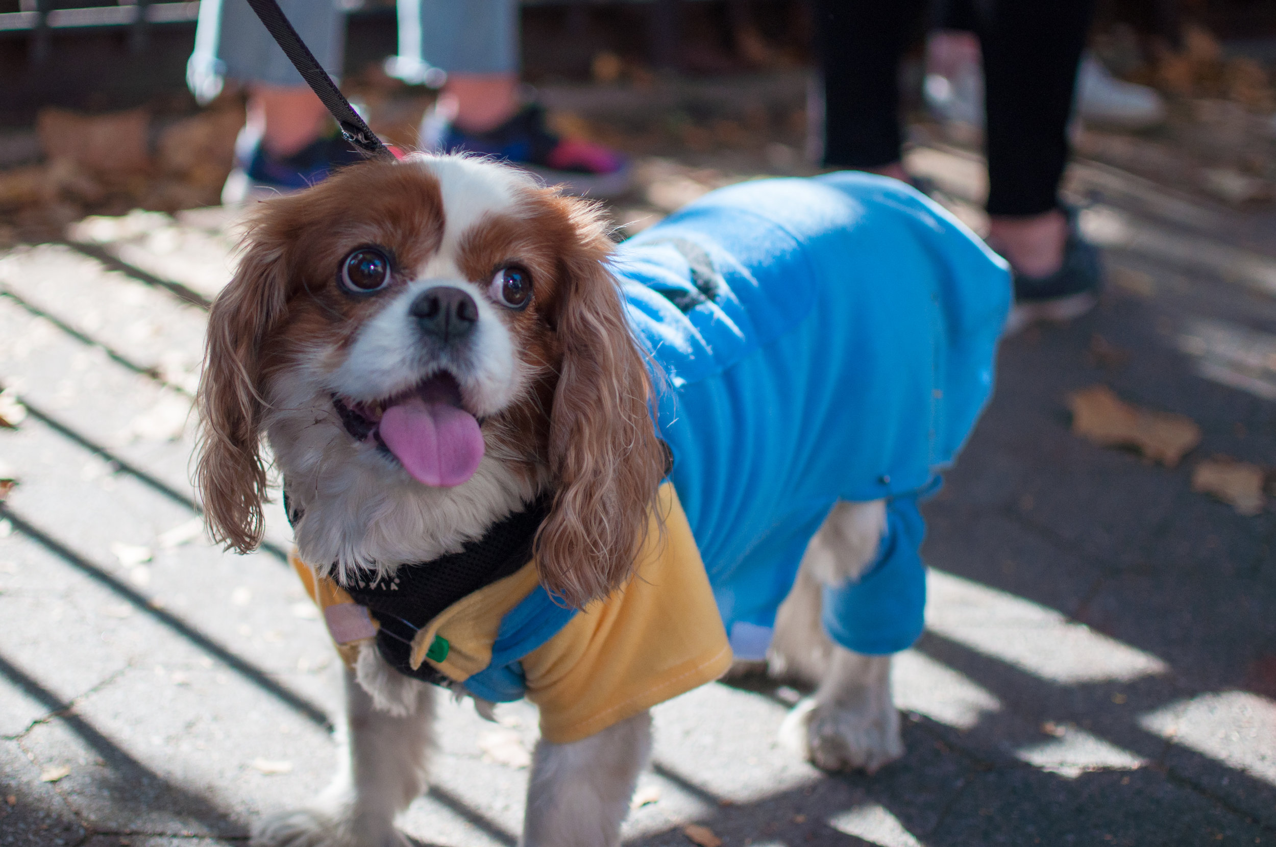 10.21.17_Tompkins Square Dog Parade-54.jpg