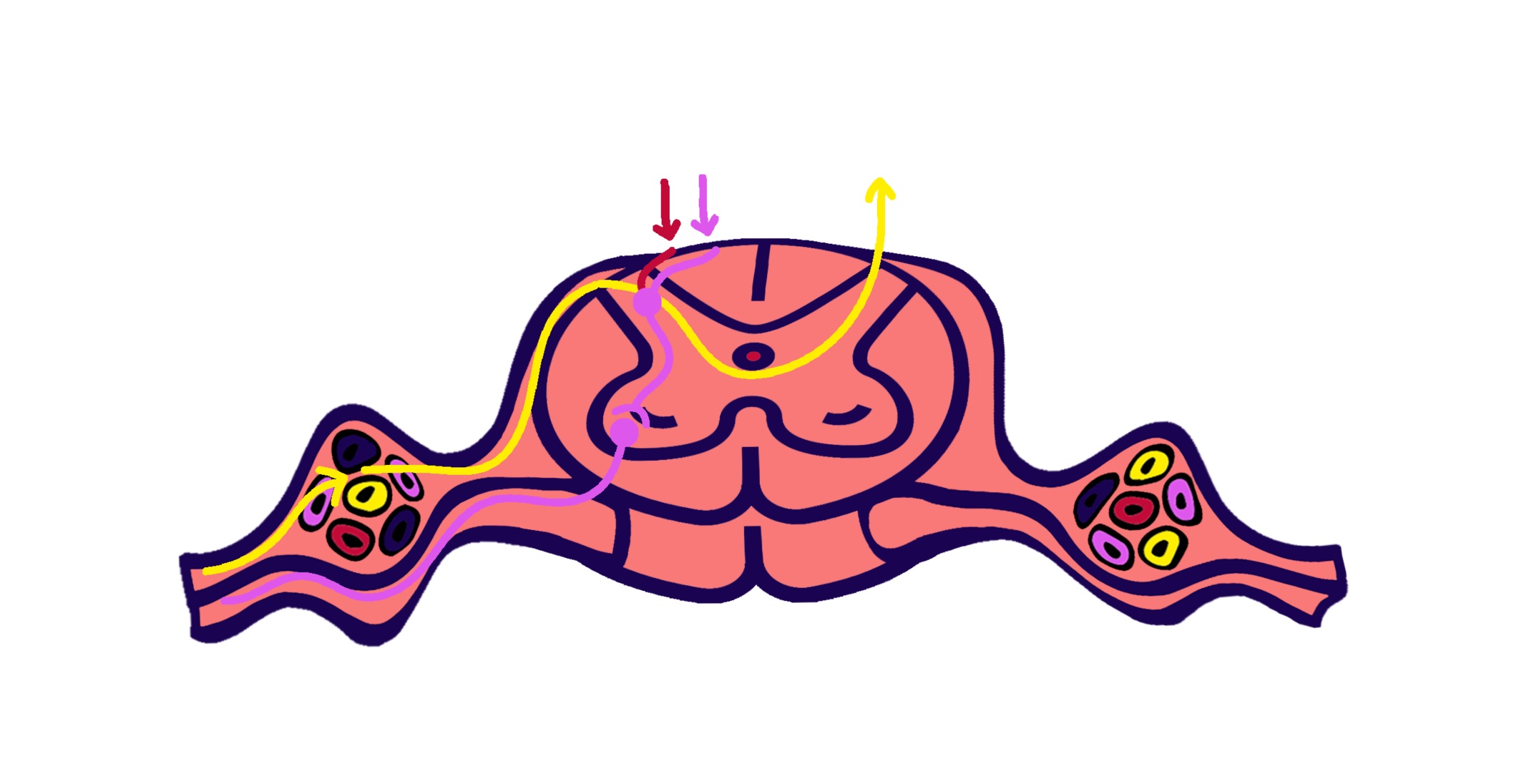 drg neurons new.png