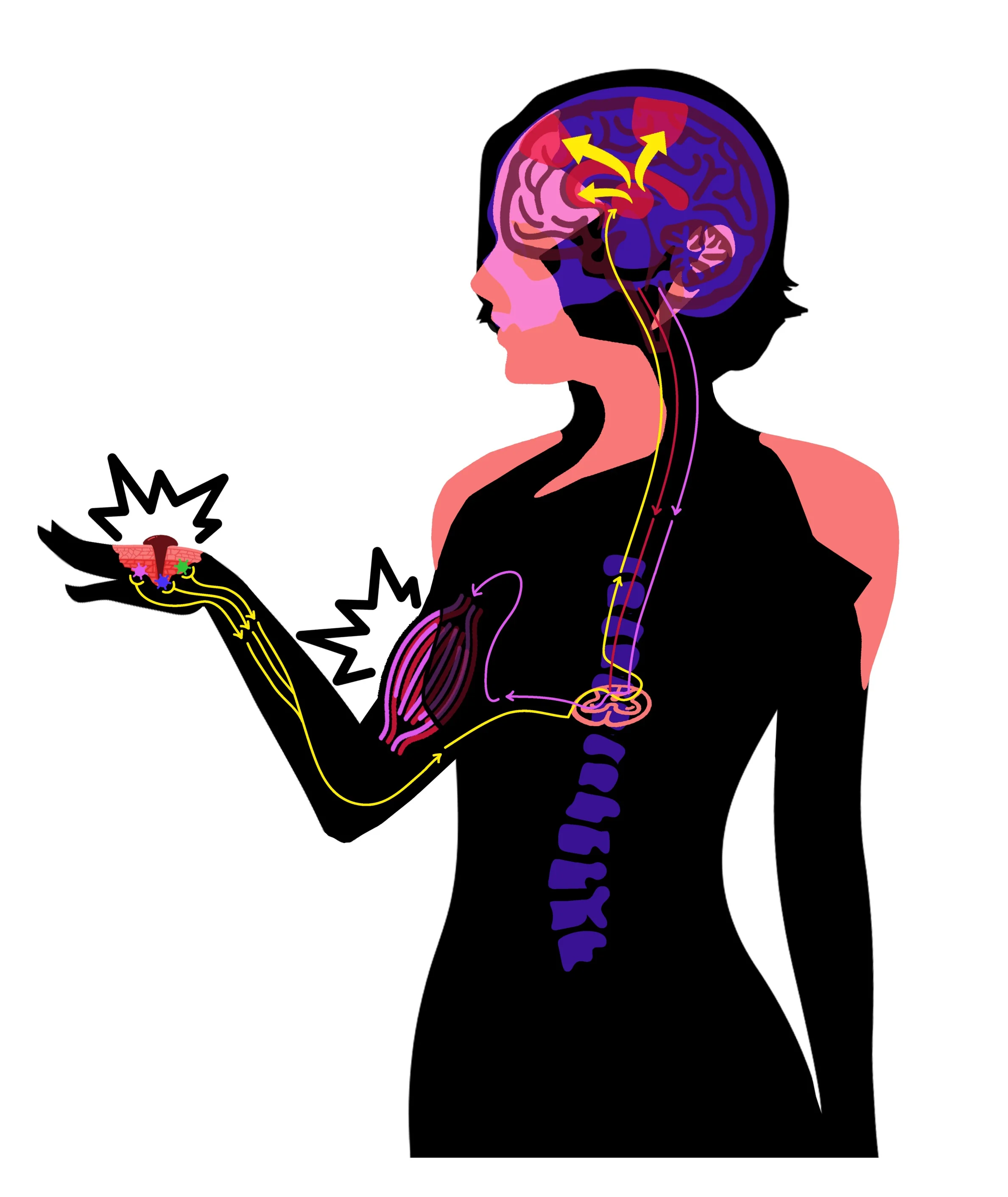 New Body Official.png