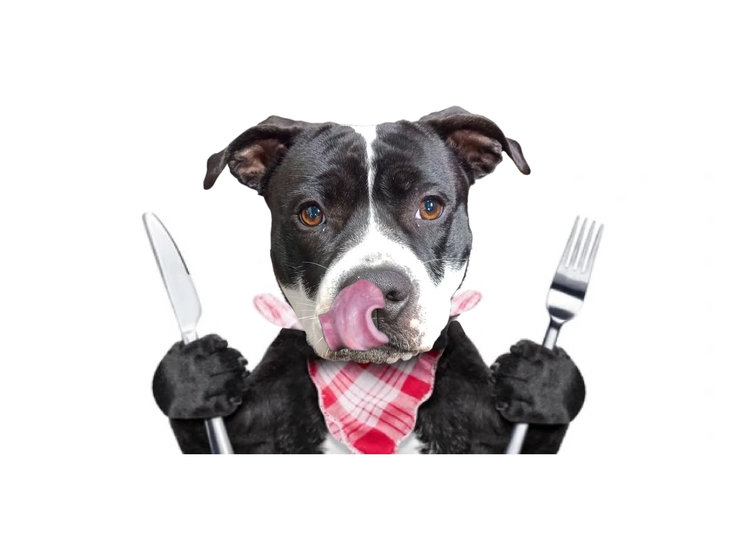 Etiquette and Pet-iquette – Dining and Dogs