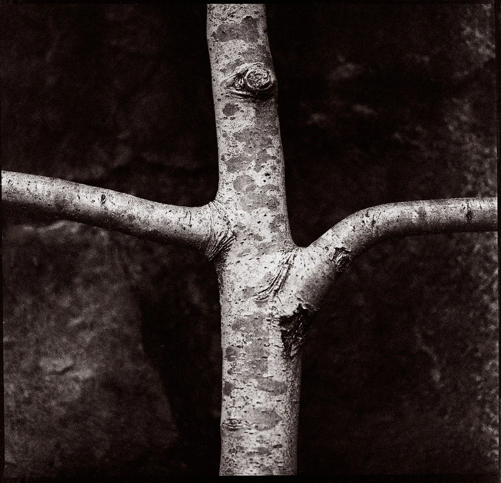 final-pear-trunk.jpg