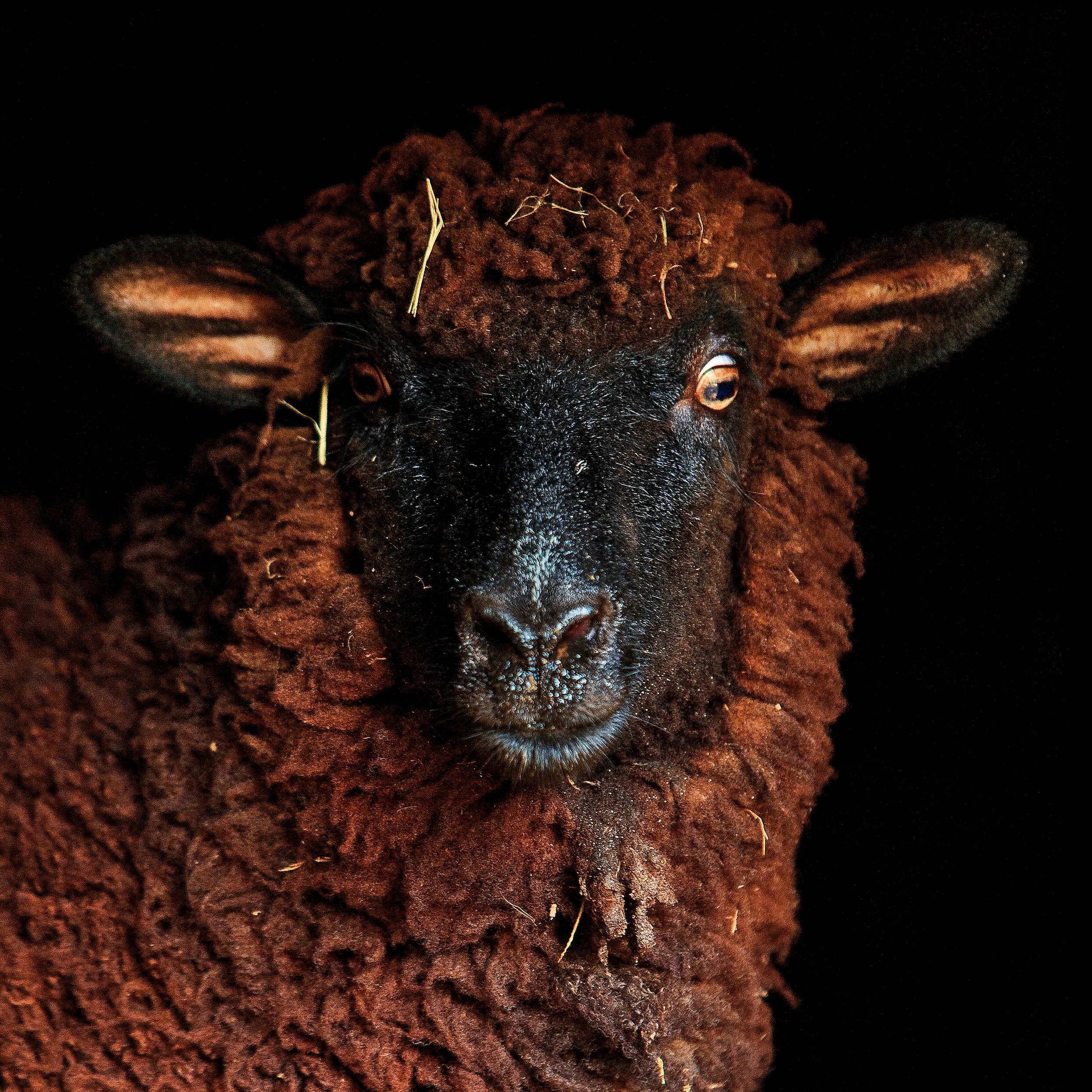 smallserenbe show faceforward.jpg