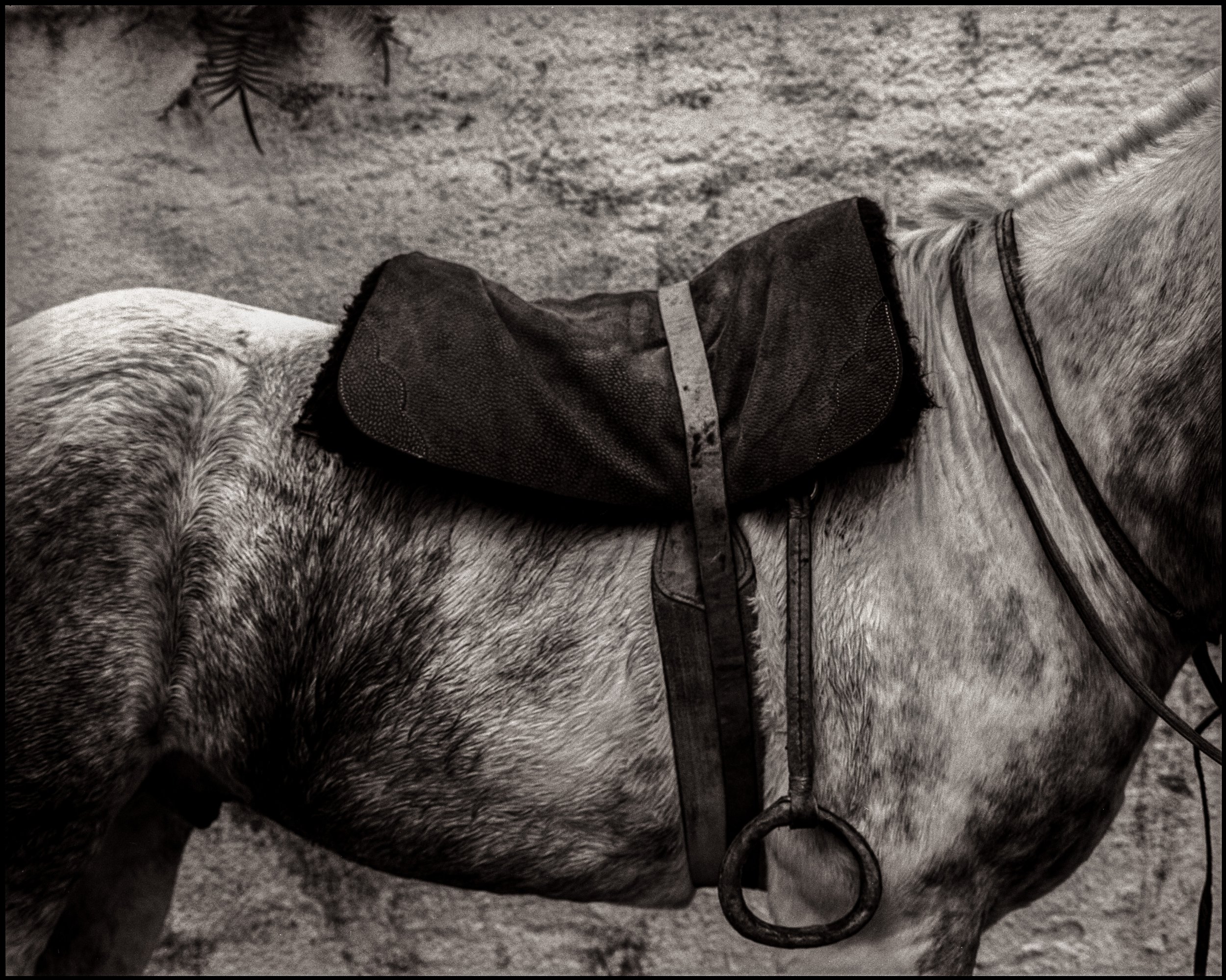 saddle 3 orginal2015 new xmas jabe.jpg