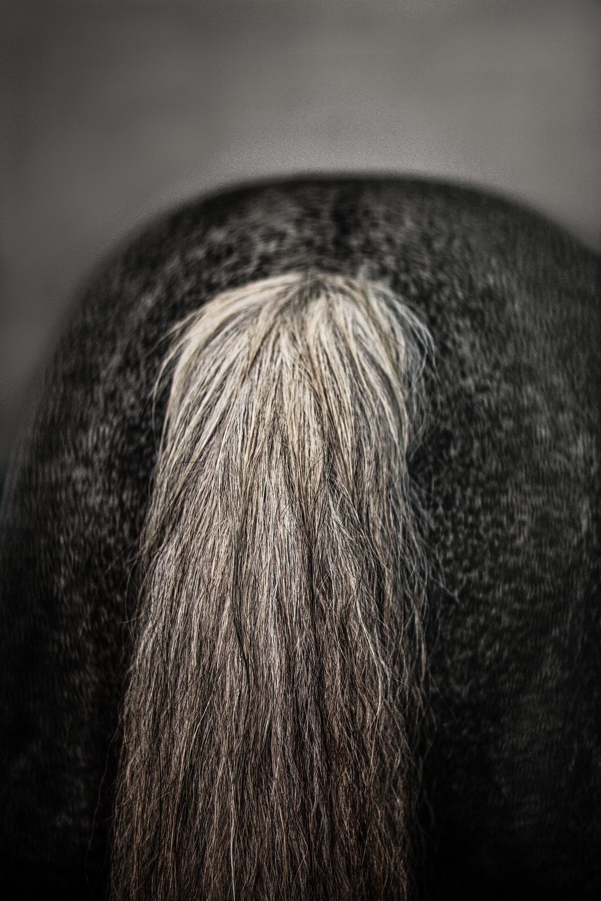 2021jills horses ass final with contrast_.jpg