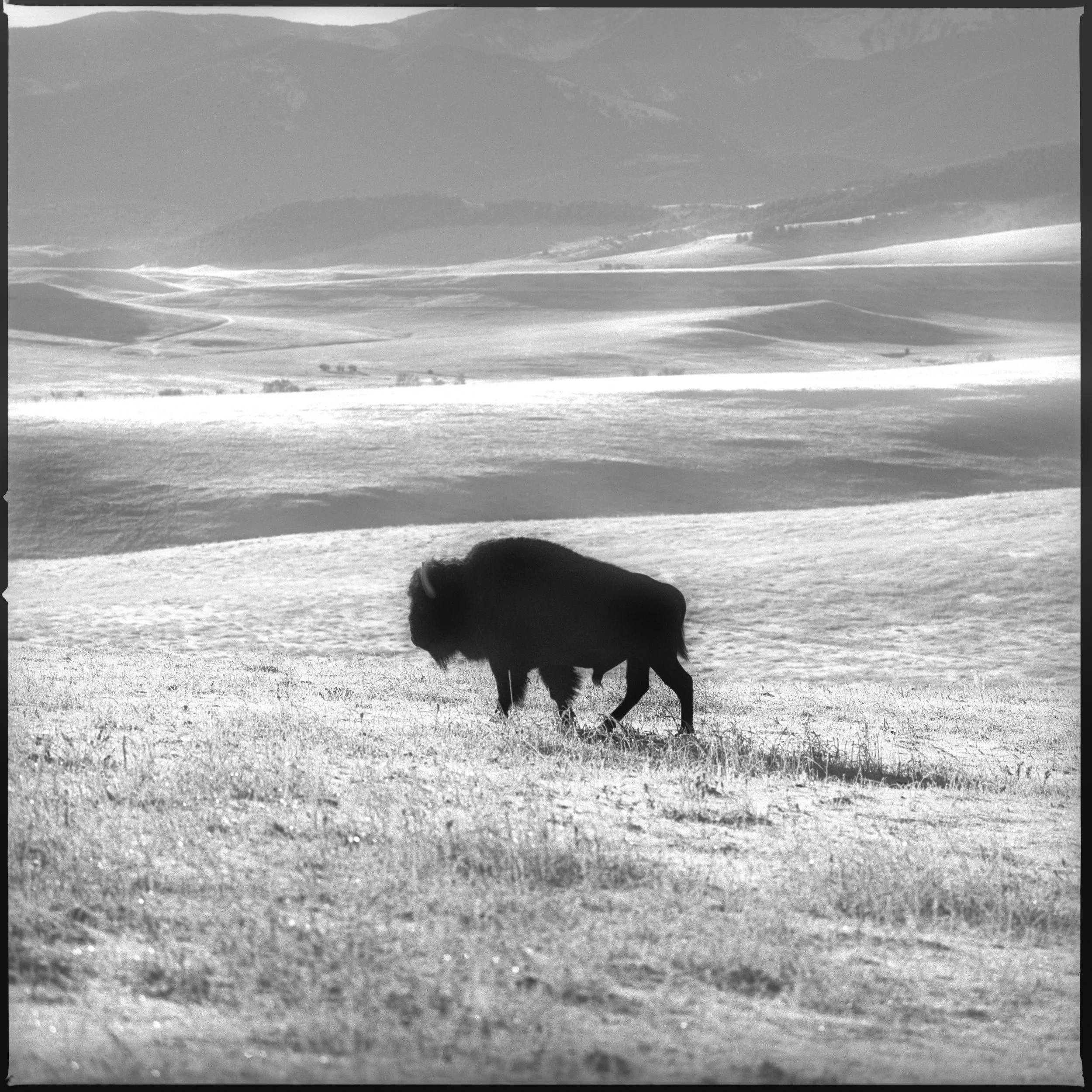 Montana lone buffalo.jpg