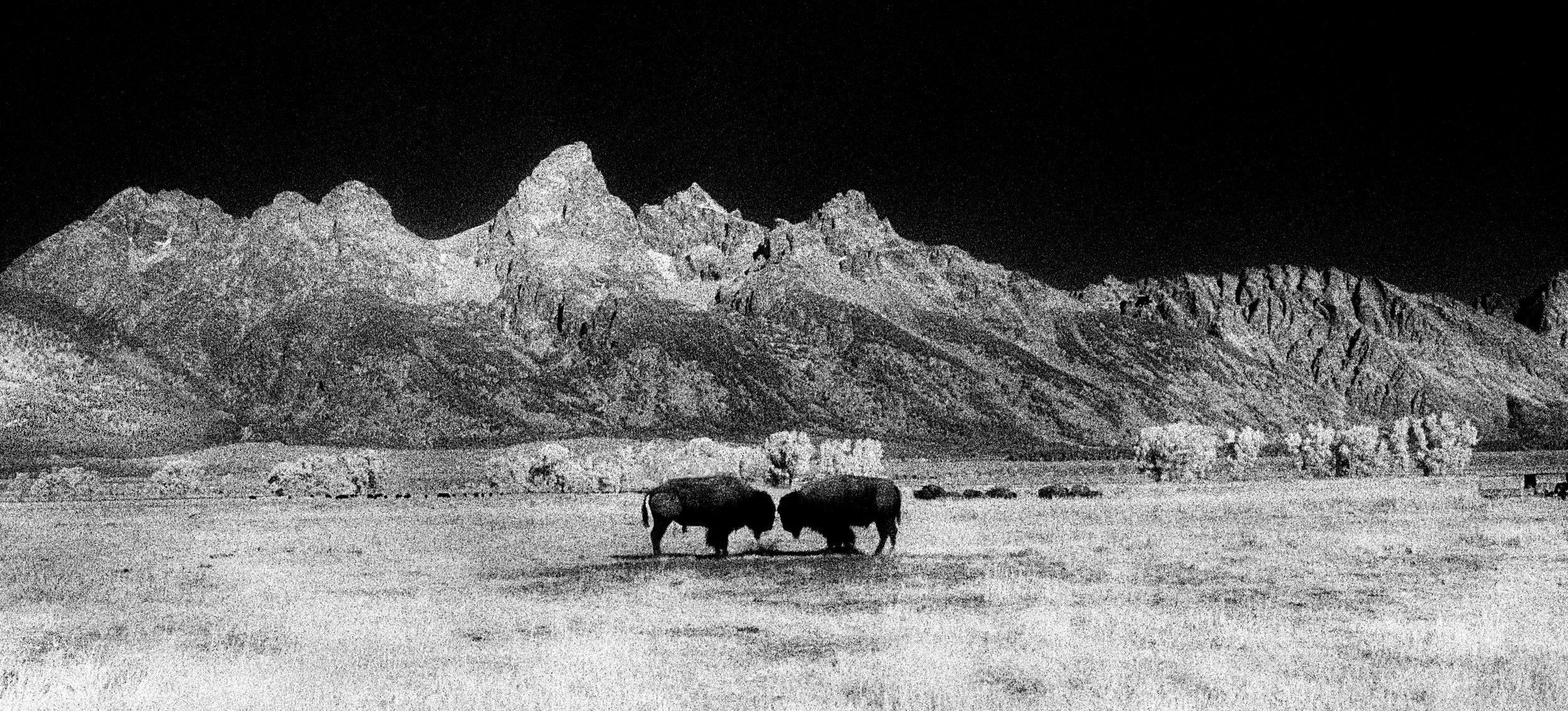 webApril 2024#1 bison face off 2009.tif 2019.jpg