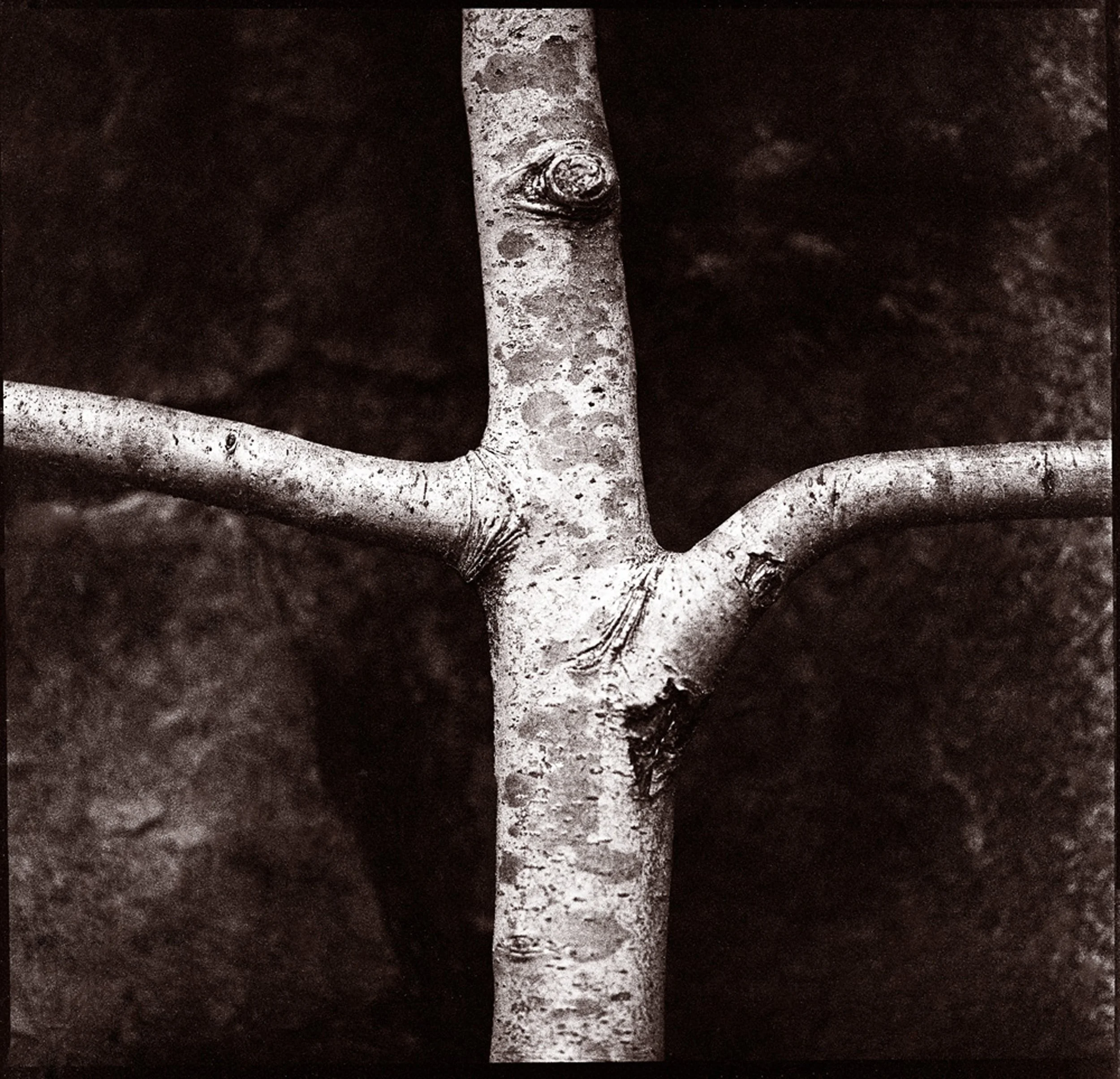 final pear trunk.jpg