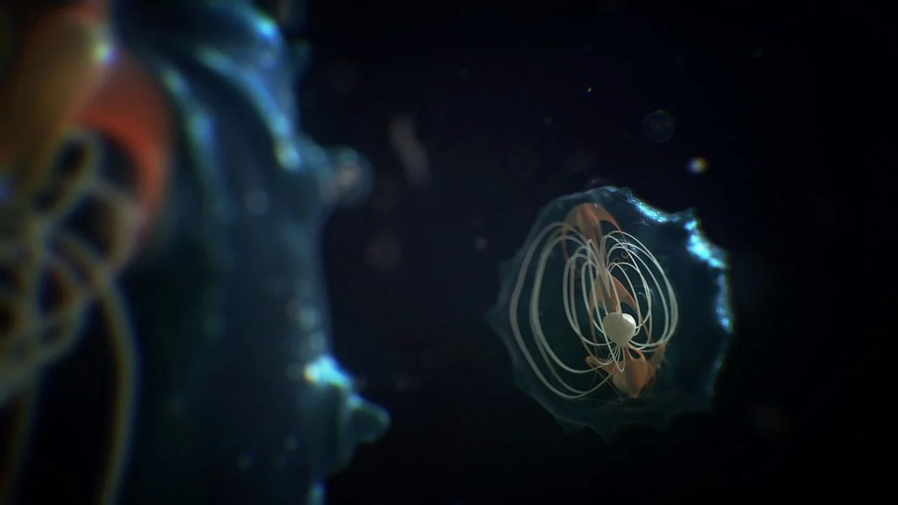 Sci- Deep Sea Ident