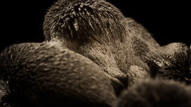 α ▲ polαrity ▲