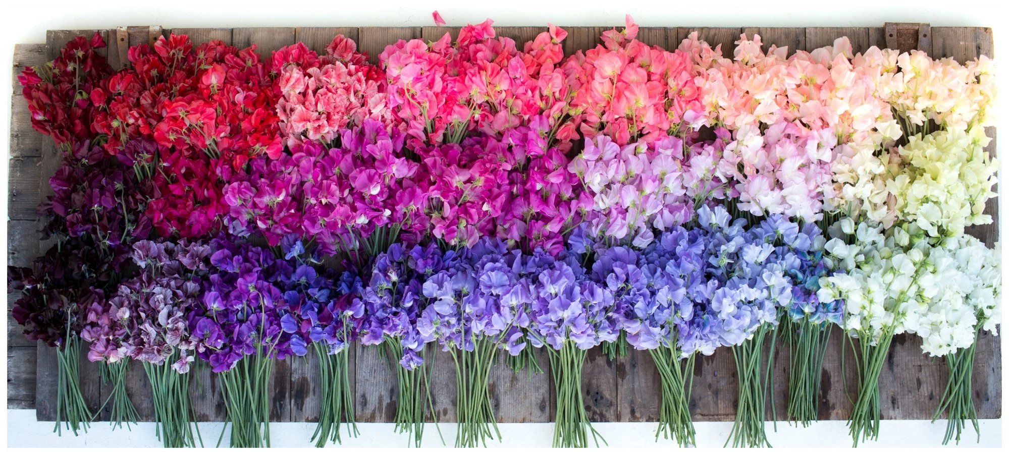 floret-sweetpeas.jpg