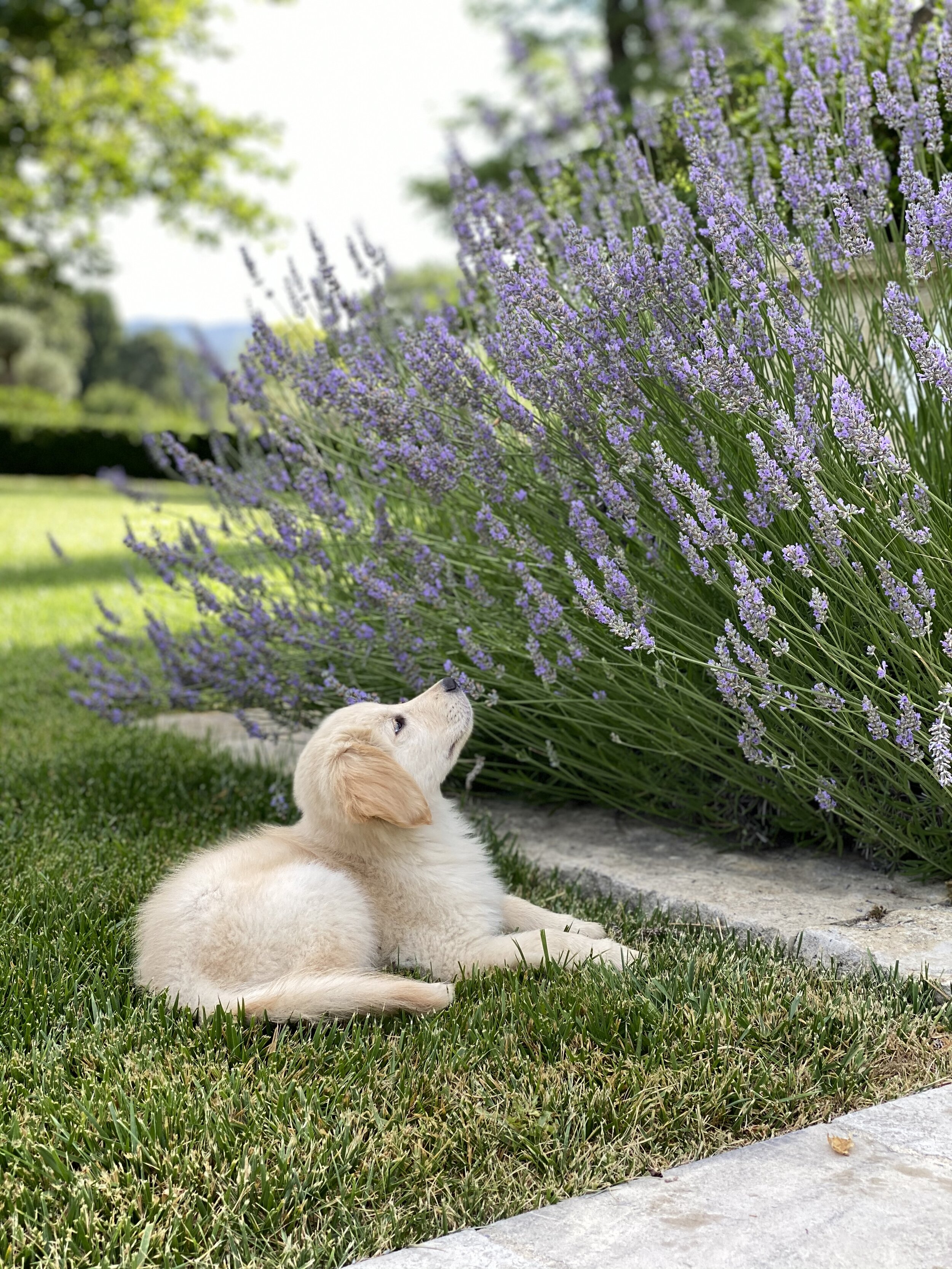 What’s there not to love about Lavender!  It is our hands down favorite plant at the farm!