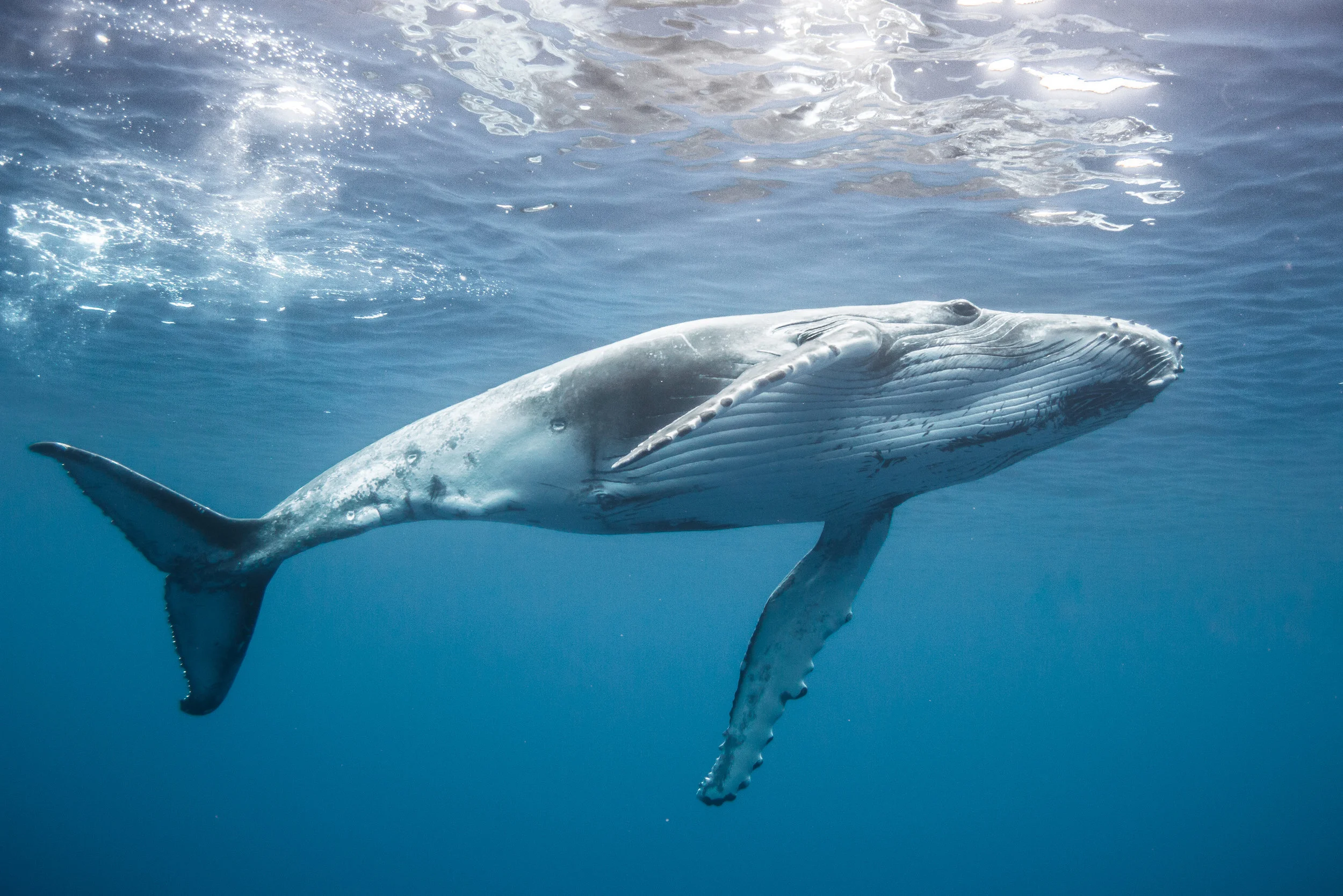 WILDLIFE PHOTOGRAPHY