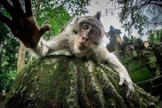 Cheeky little balinese macaque at the temple inside The Sacred Monkey Forest of Ubud. 🐒