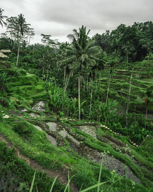 I know it&rsquo;s not wildlife like usual on my feed, but this morning I spent sunrise on a solo mission to experience one of the most beautiful sights of Ubud, Bali. It&rsquo;s rainy season here so the sun never quite came but experiencing this plac