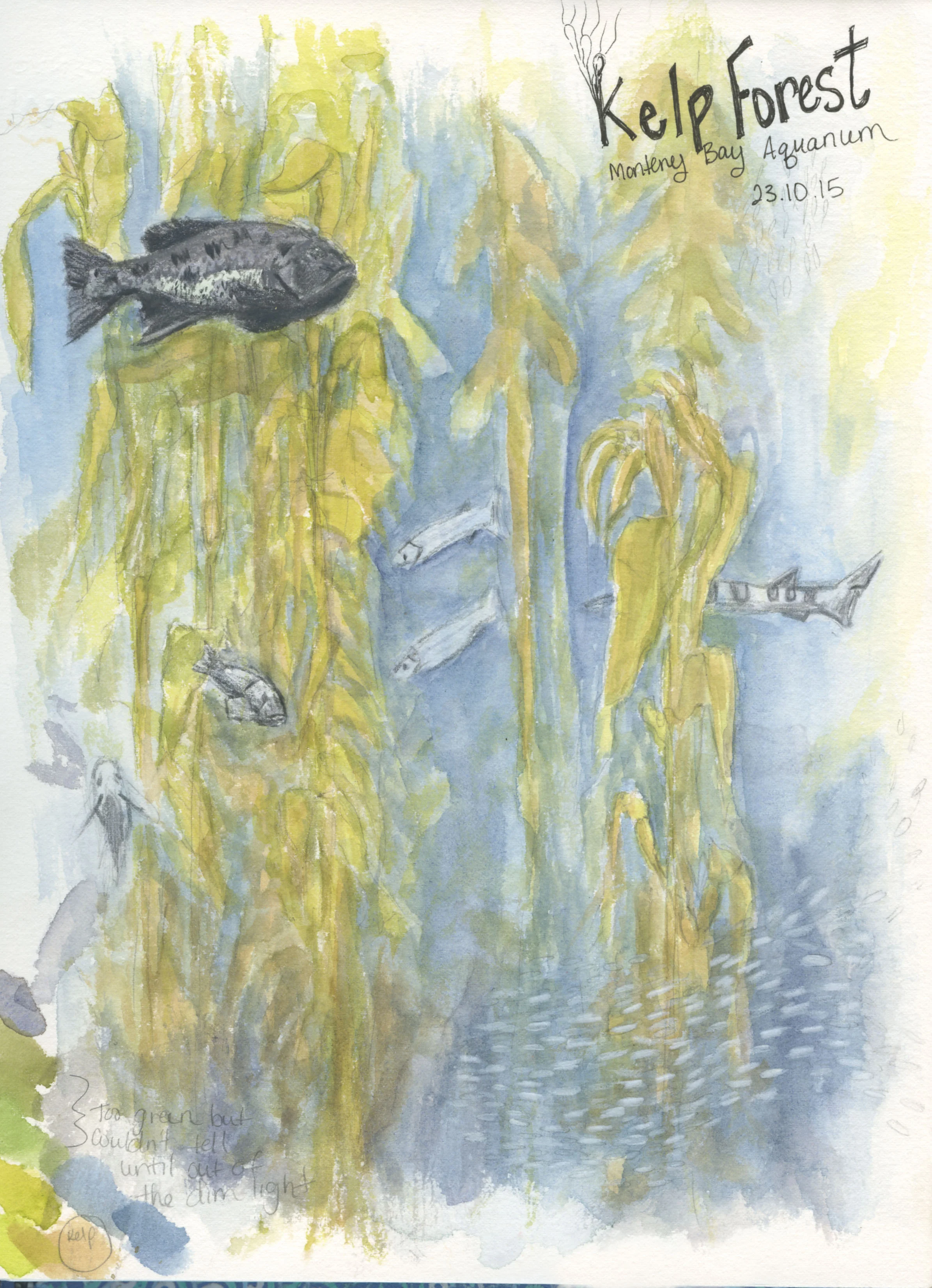 Kelp Forest