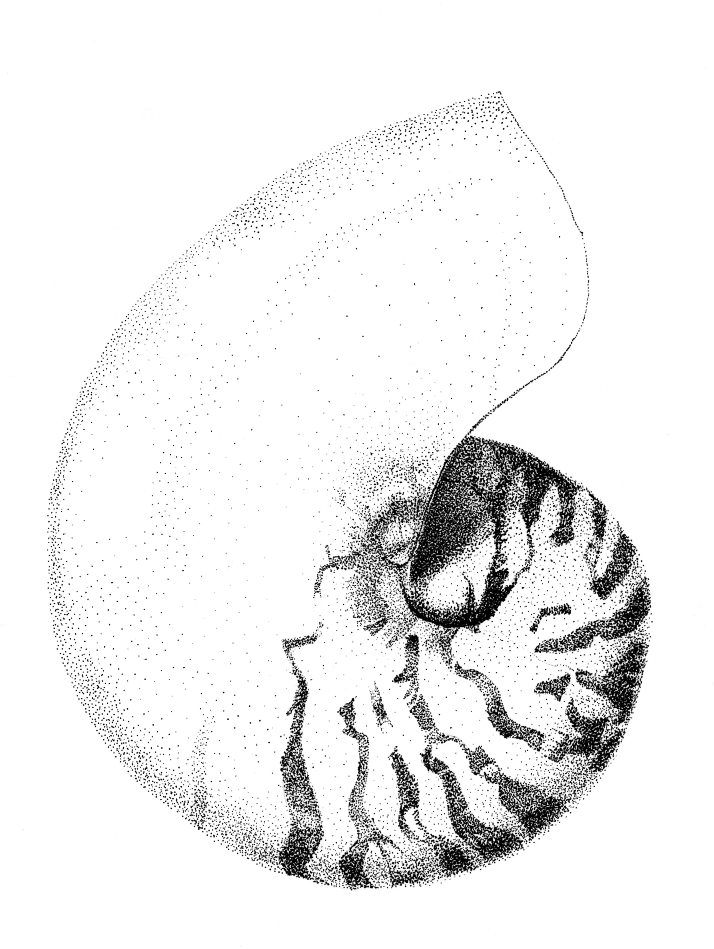 Nautilus Shell