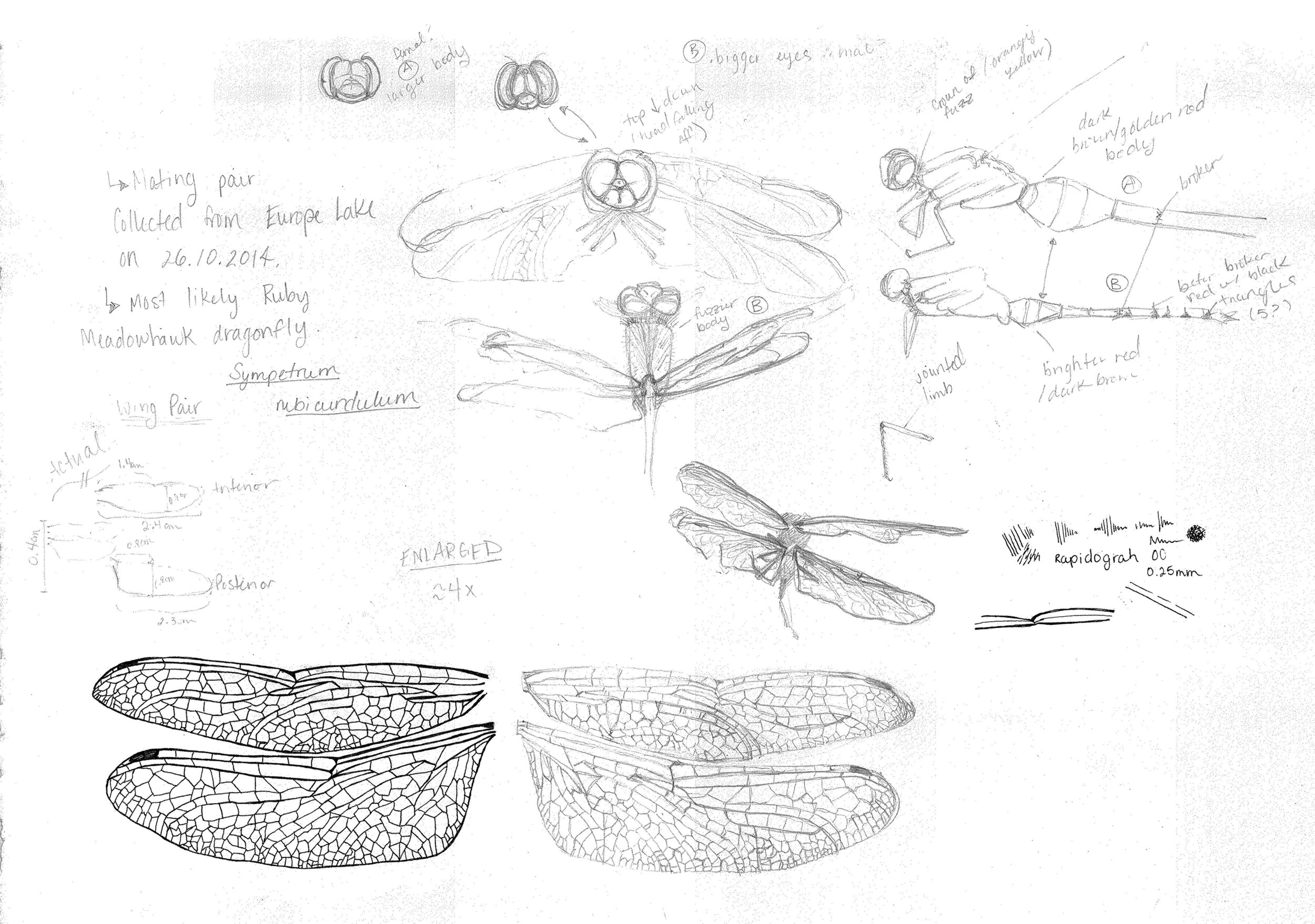 Dragonfly Sketches
