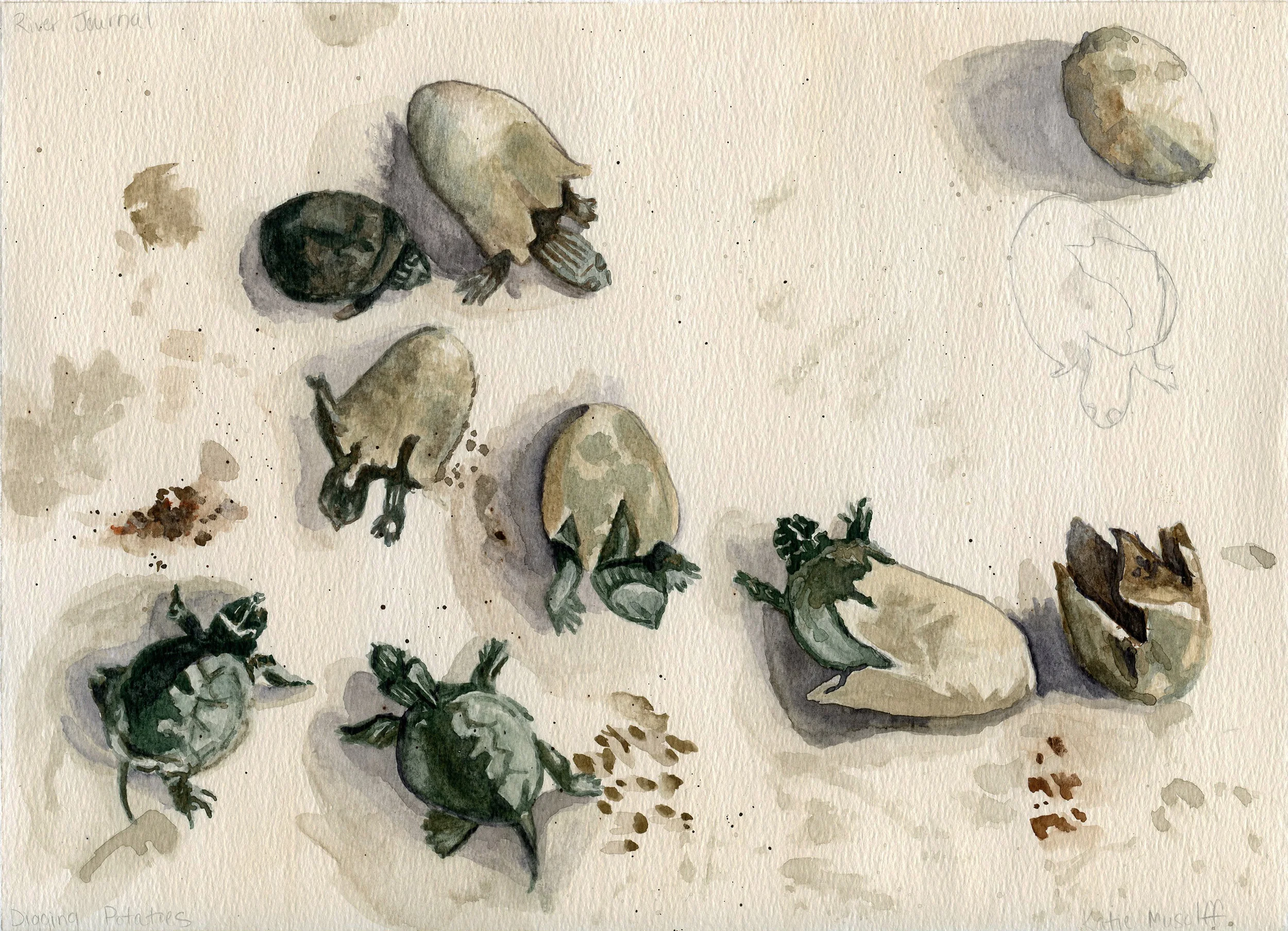 Replication of Katie Musolff's "Digging for Potatoes"