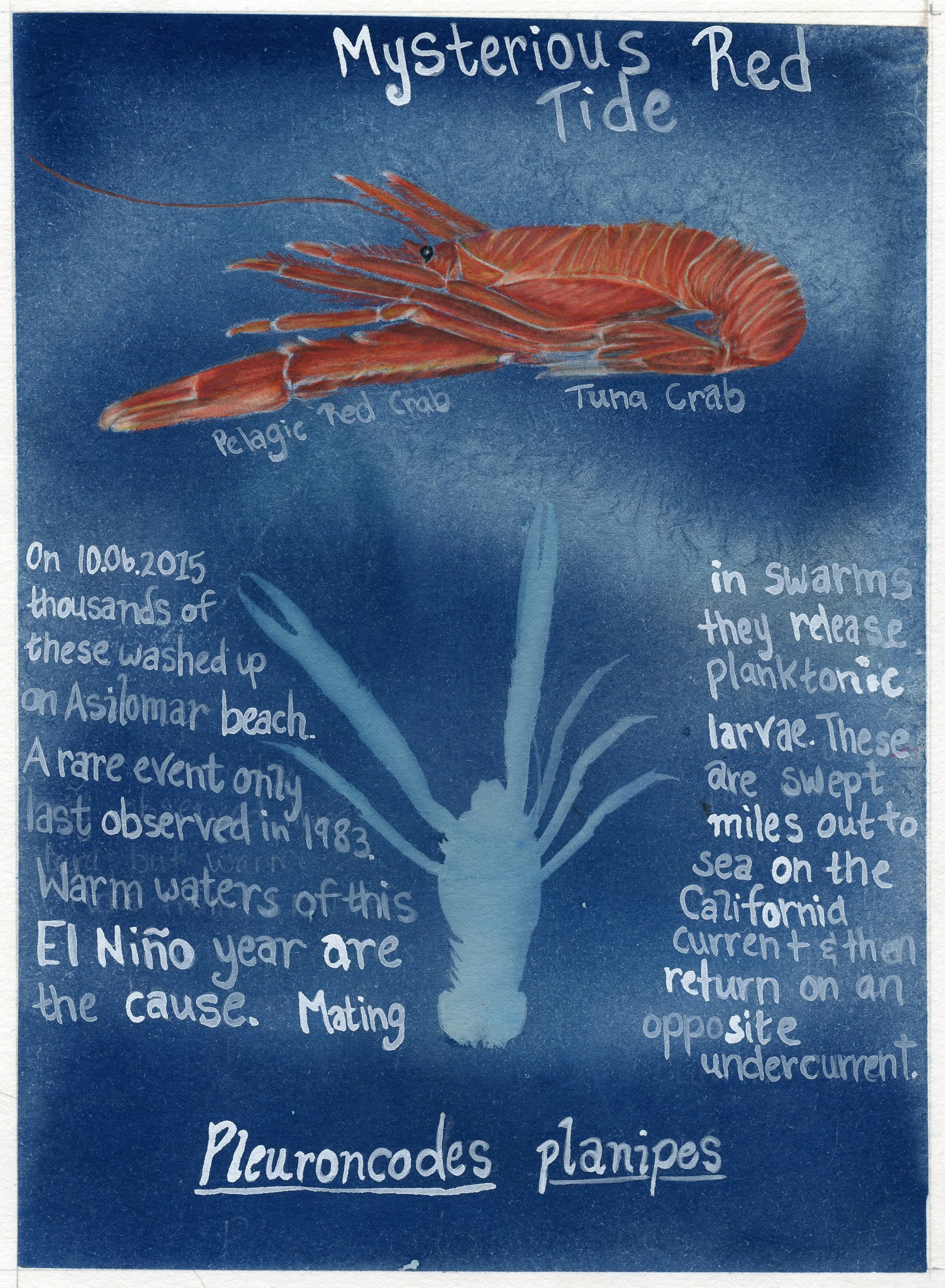 Mysterious Red Tide