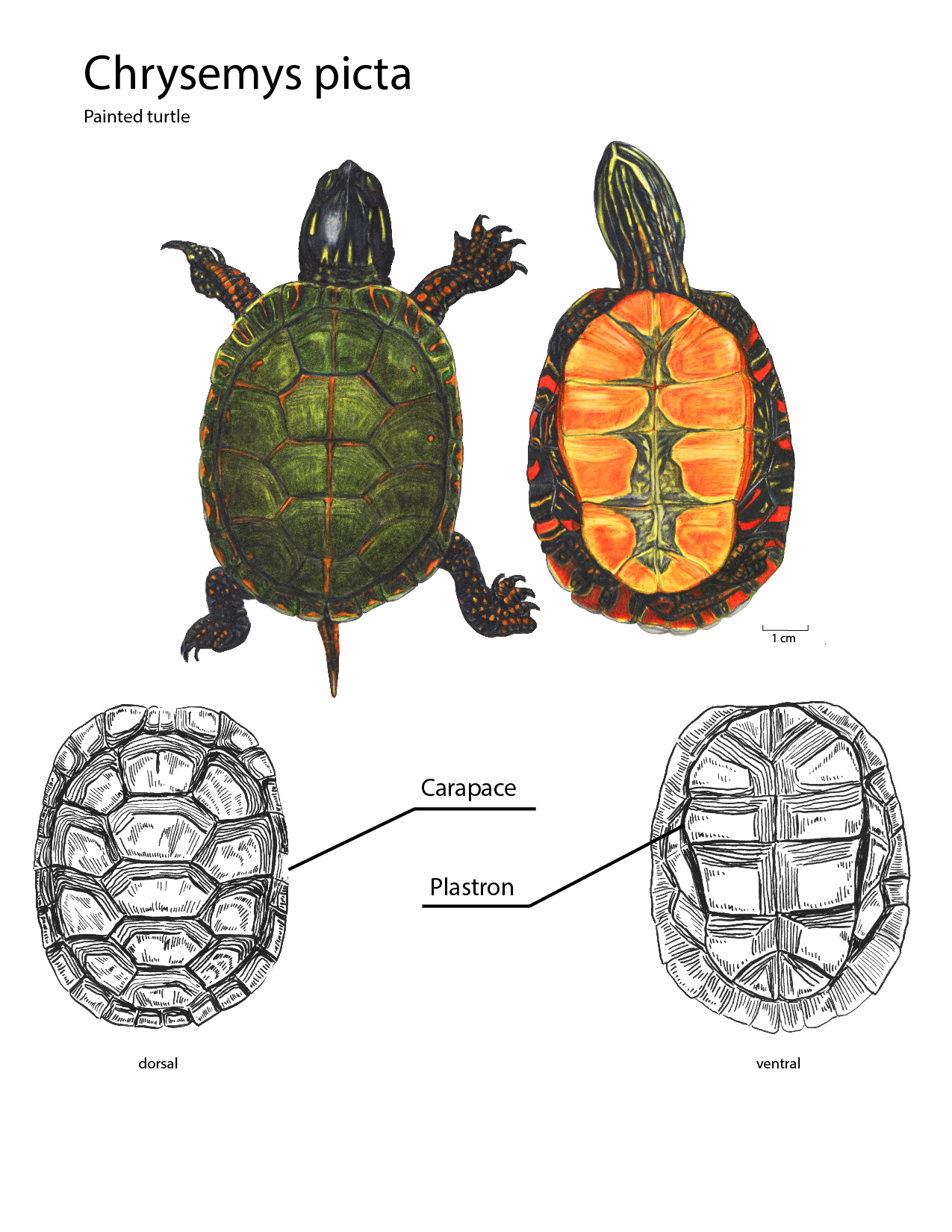 Painted Turtle