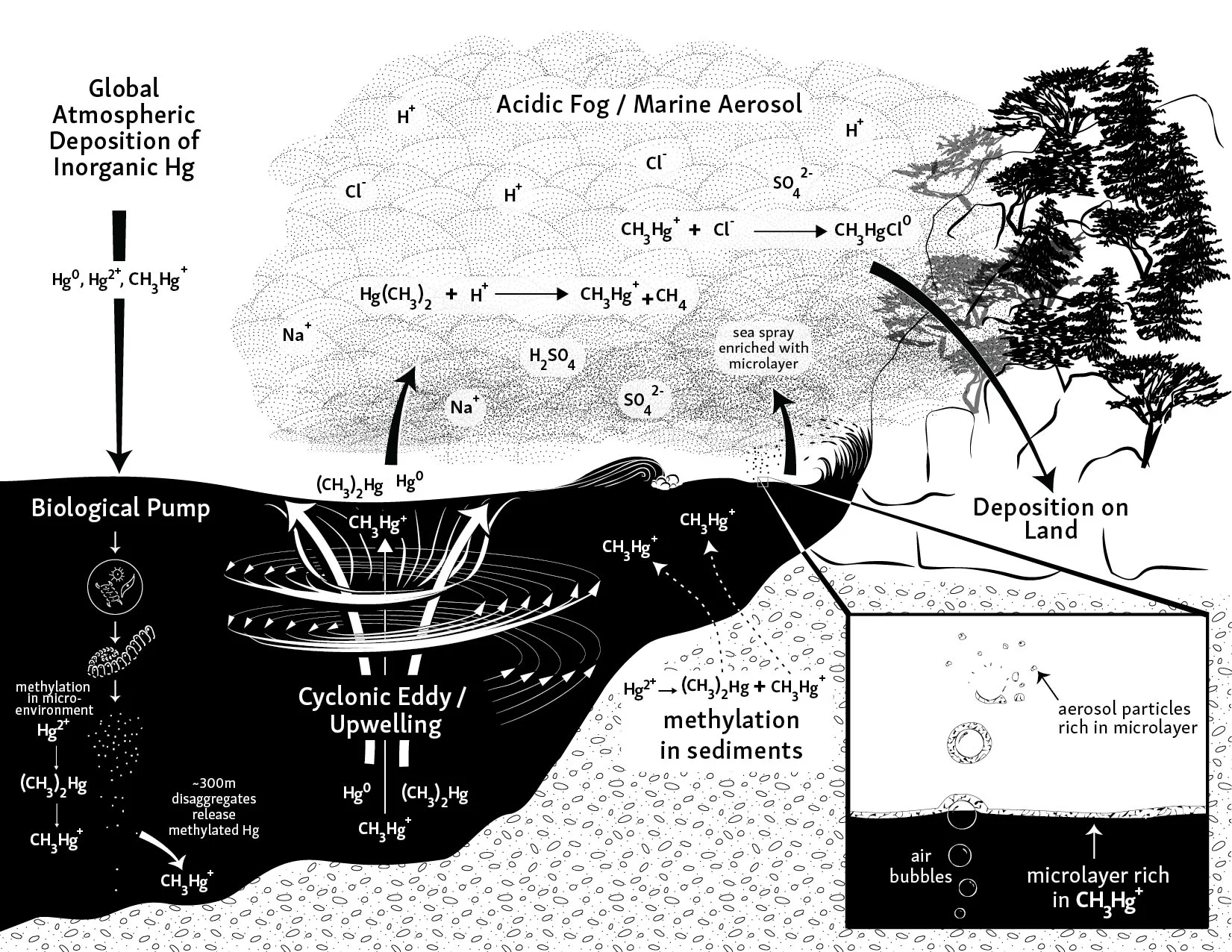Mercury Cycling in West Coast Foggy Environments