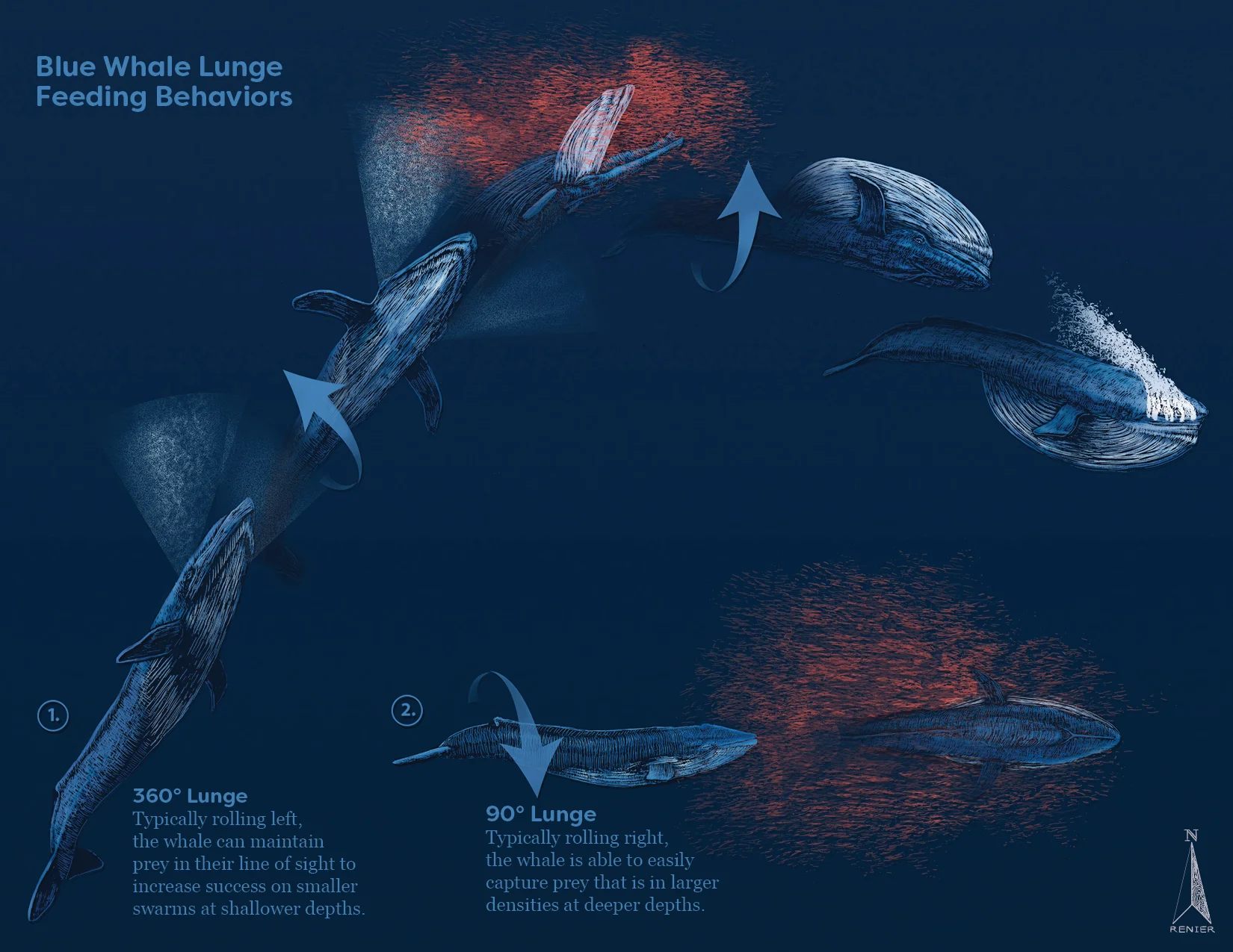 Lunge Feeding Behaviors of the Blue Whale