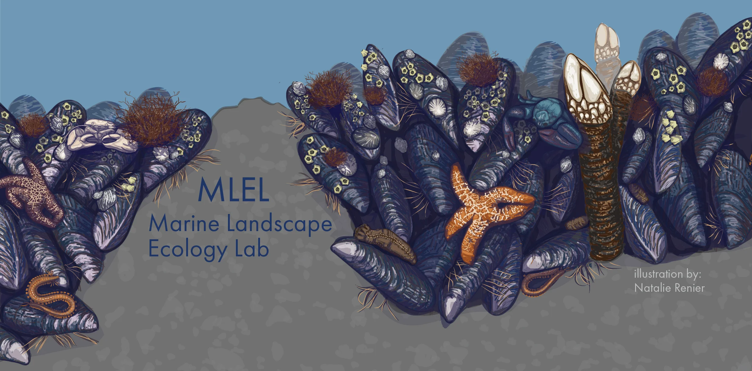 Mussel-bed Matrix (Hero Image for Website)