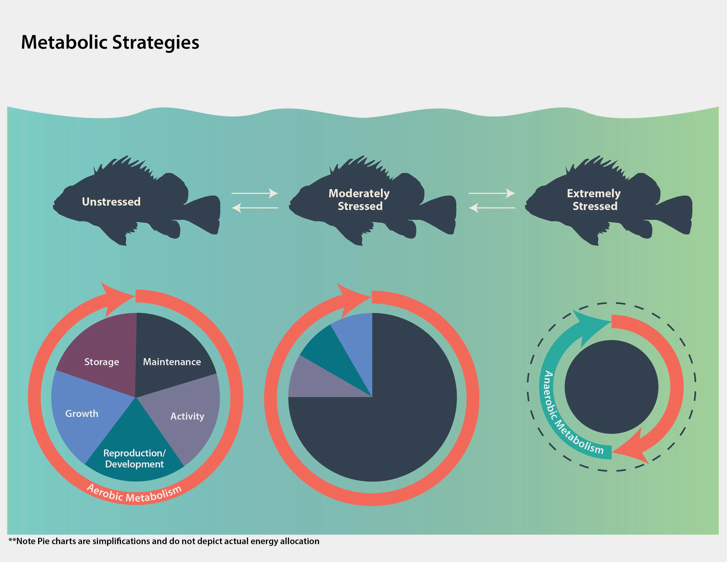 Metabolic Strategies of Brown Rockfish